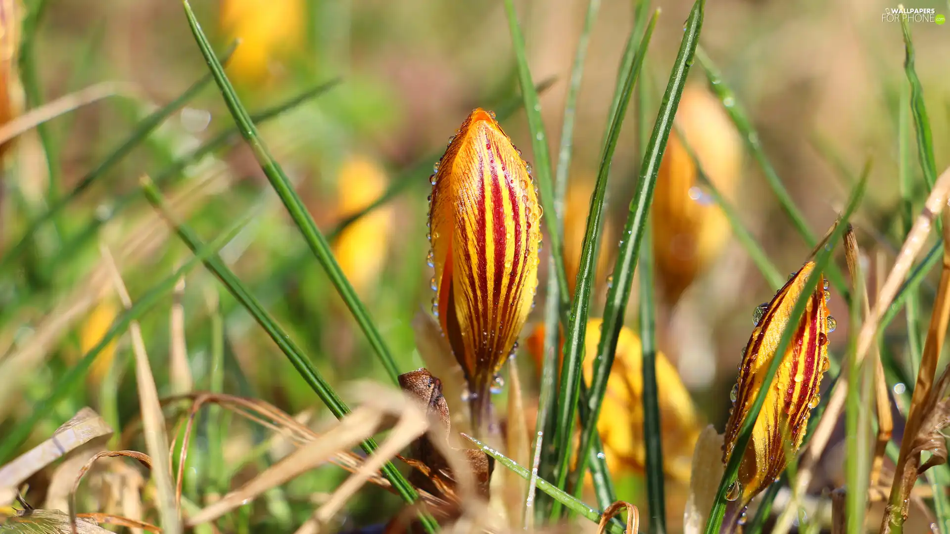 drops, crocus, bud