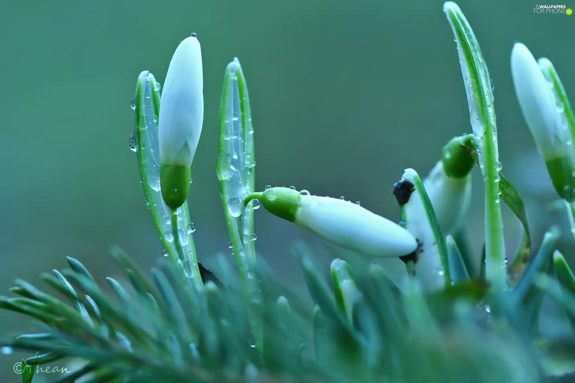 drops, snowdrops, Buds