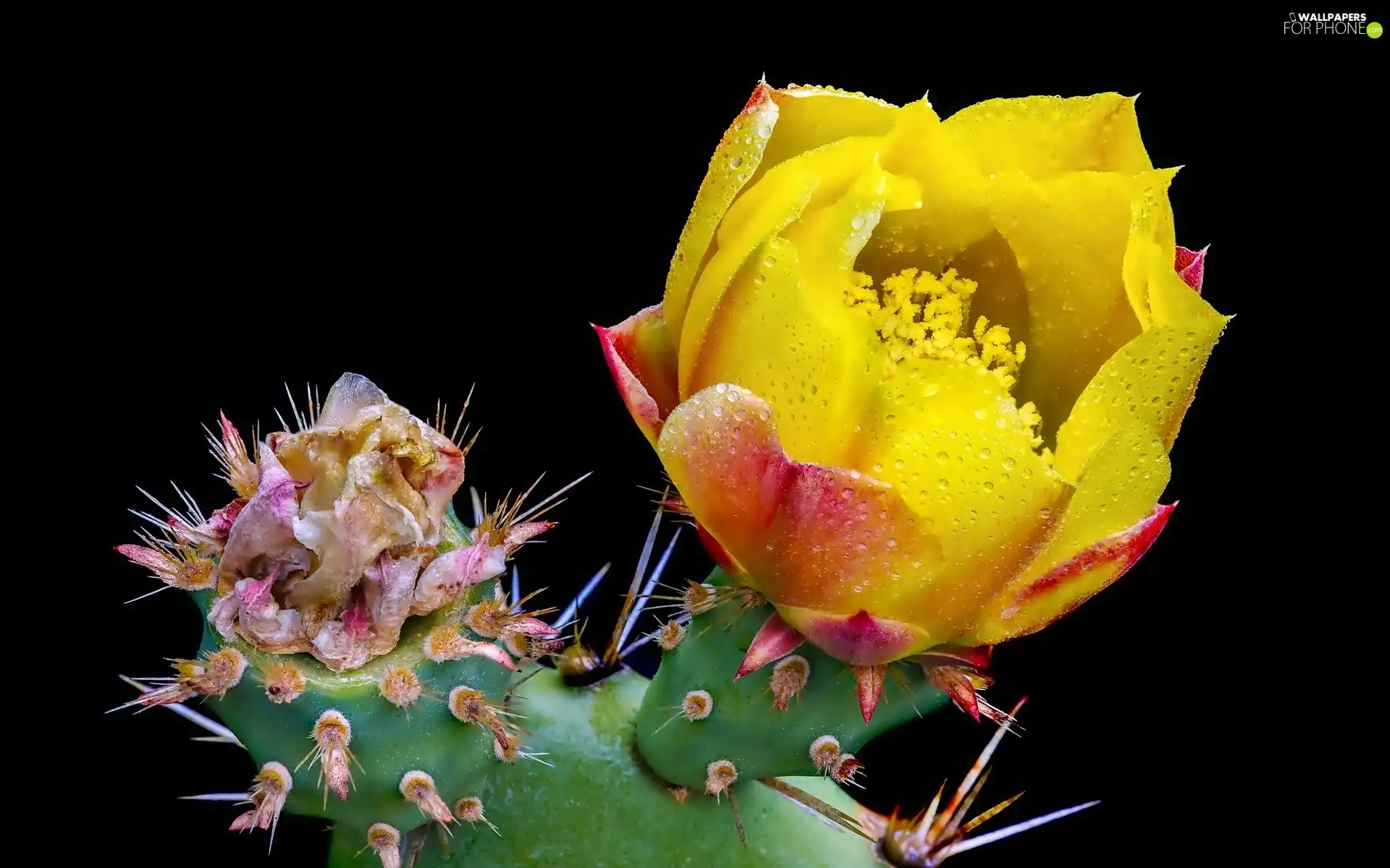 drops, flower, Cactus