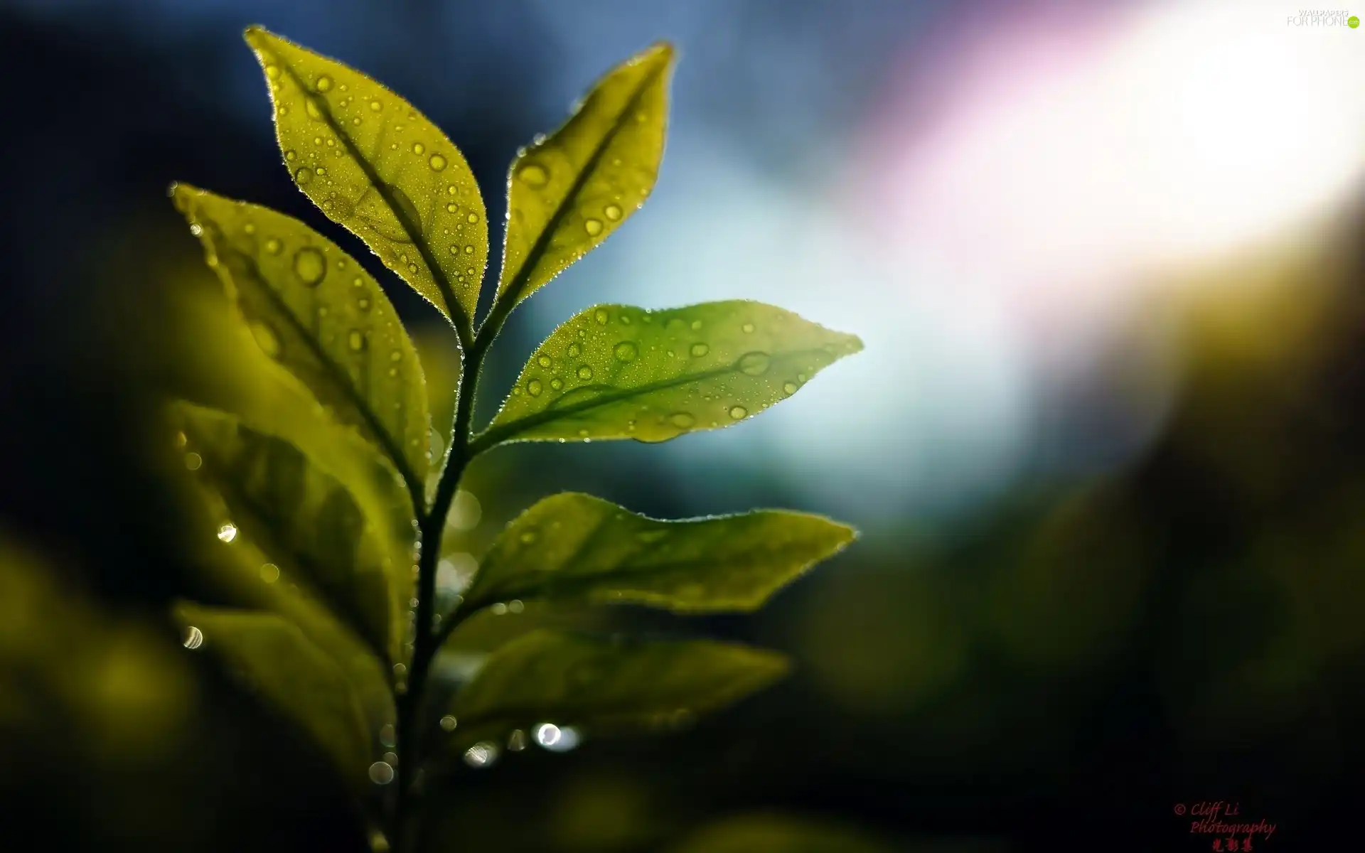 Close, leaves, drops, twig