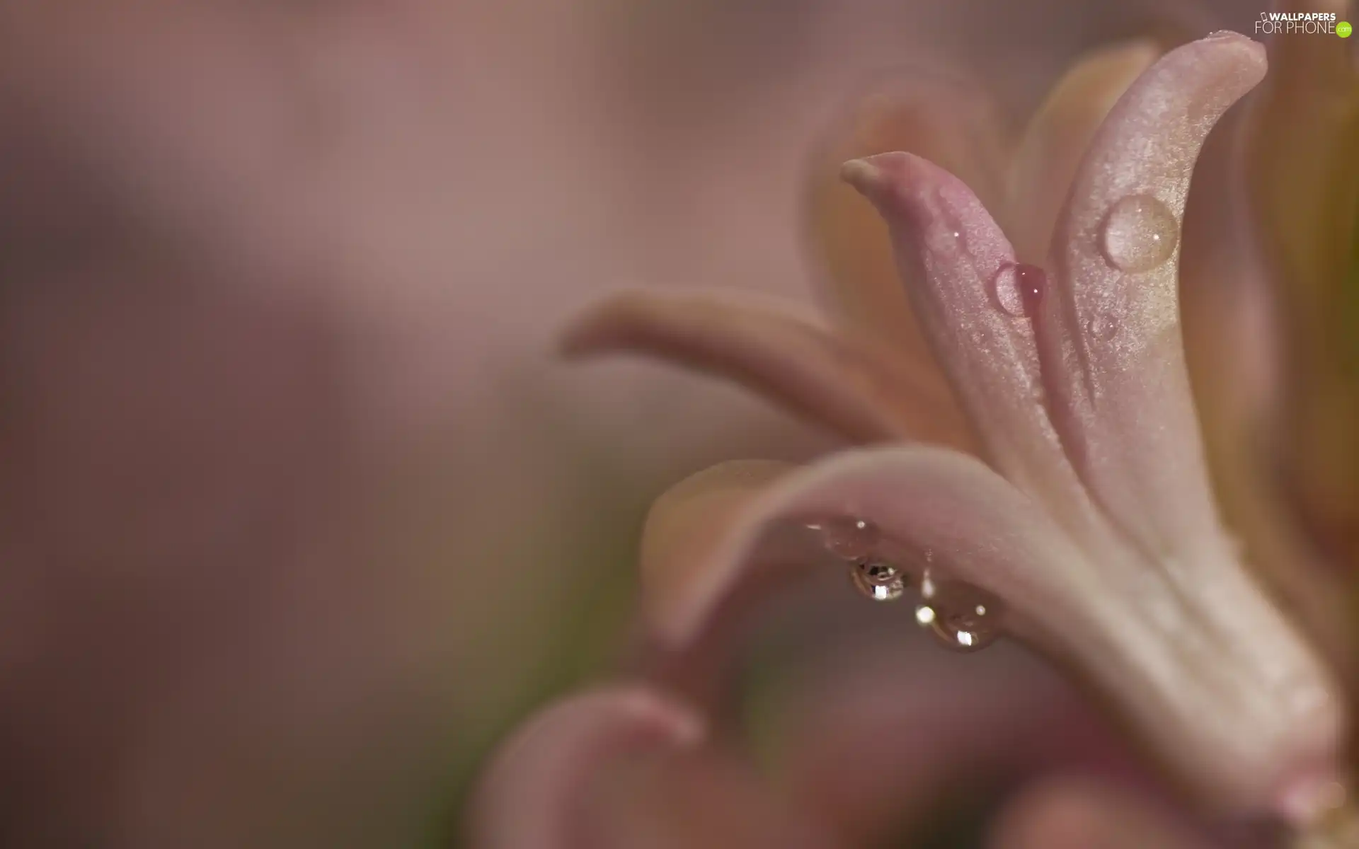 water, Colourfull Flowers, drops