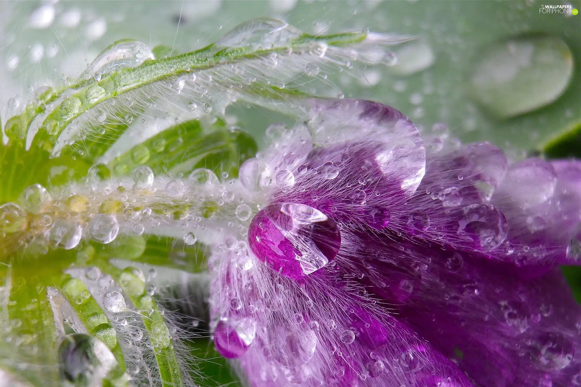 water, Colourfull Flowers, drops