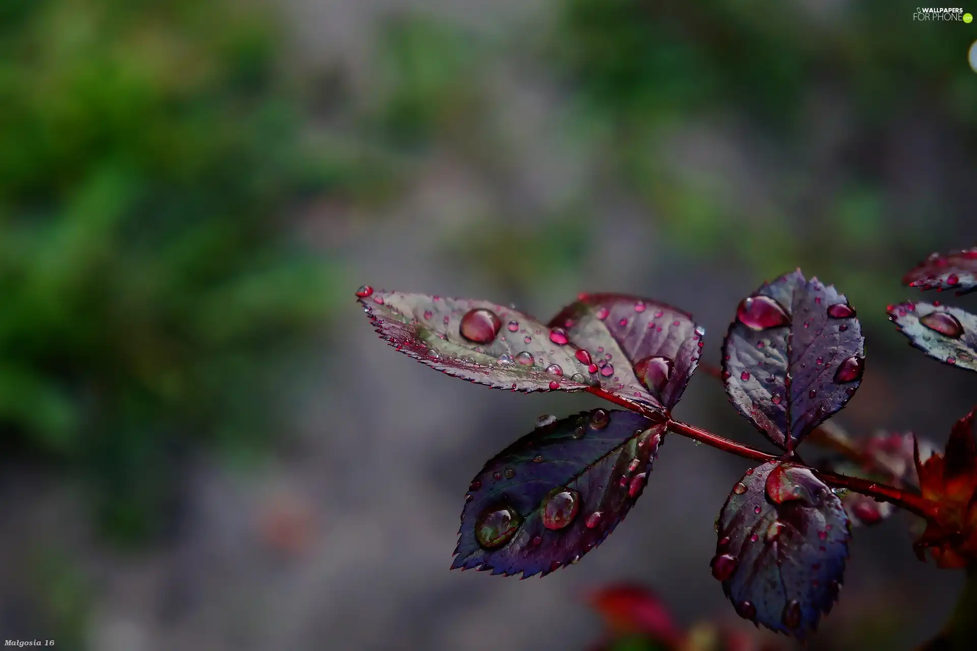 drops, dew, Leaf, twig, young