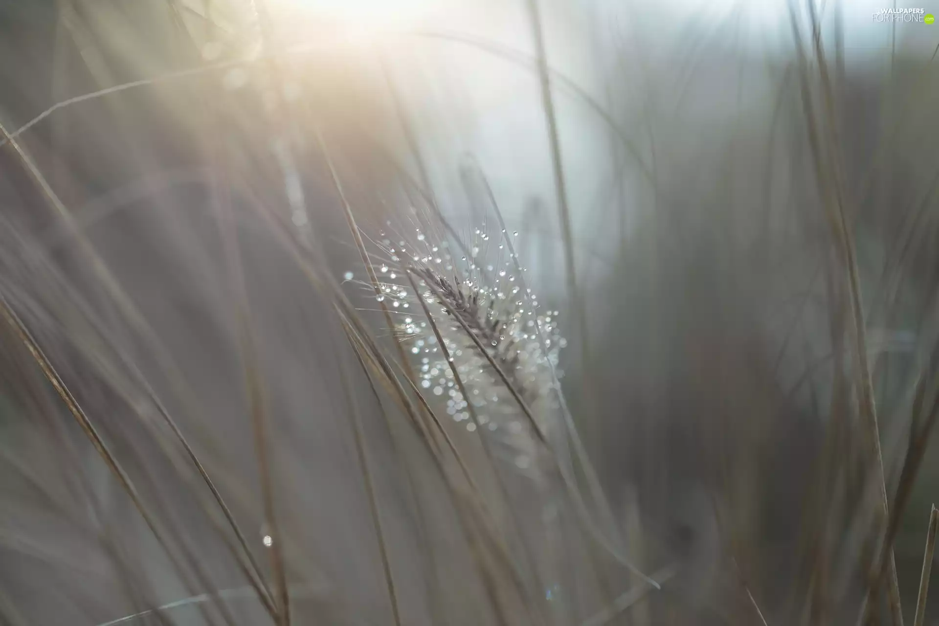 ear, grass, Close, drops