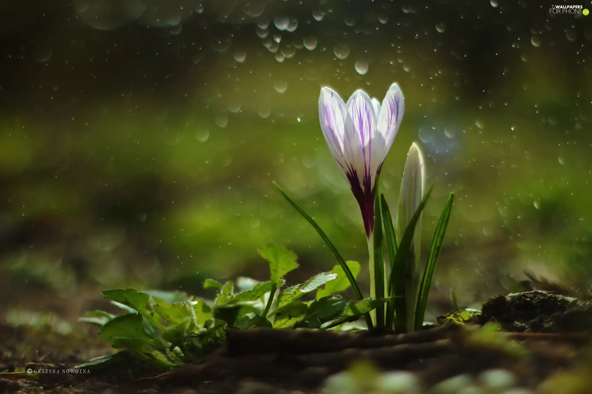 drops, crocuses, Flowers