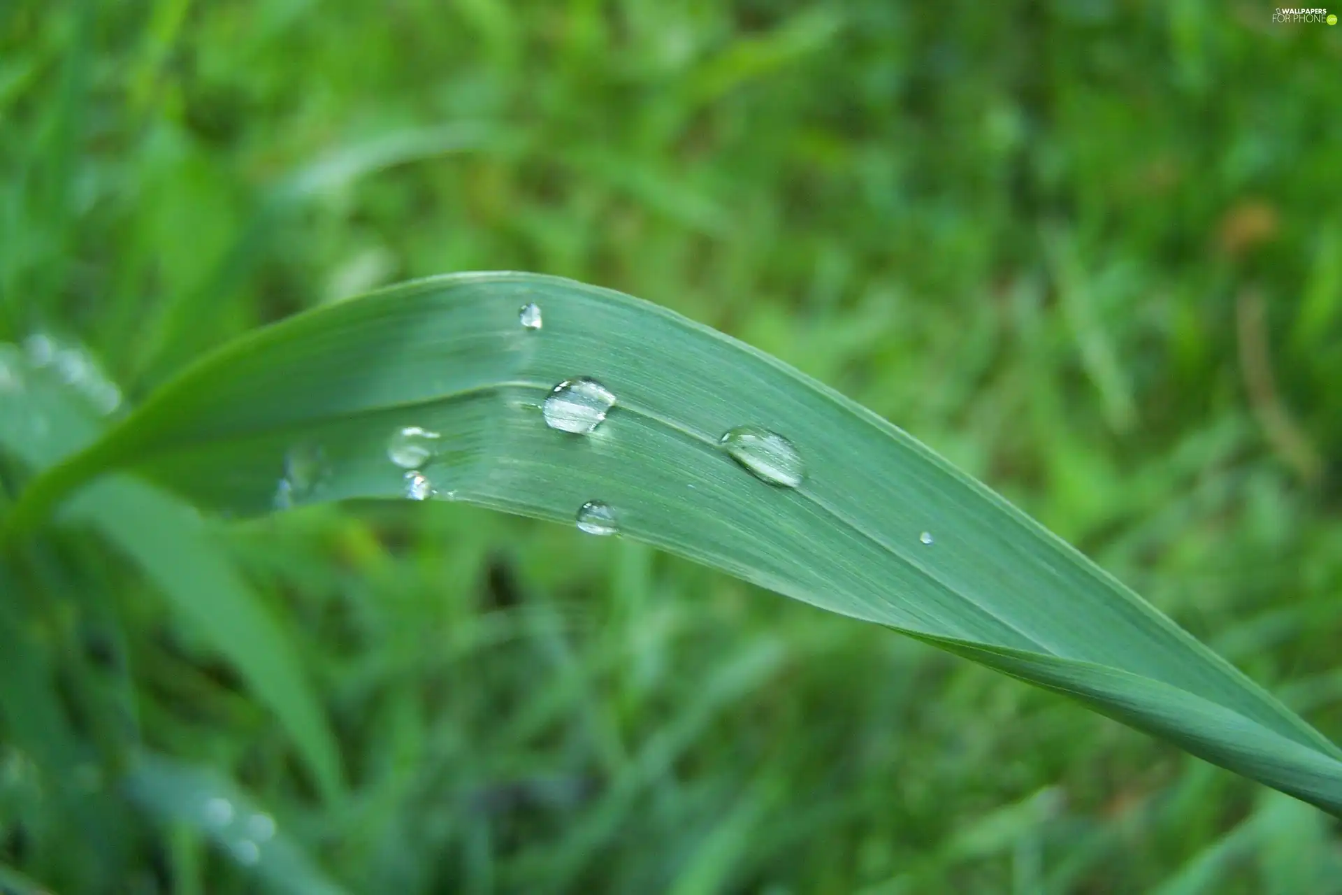 grass, drops