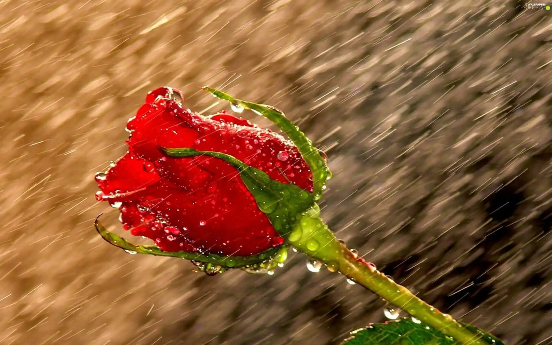 red hot, Rain, drops, rose