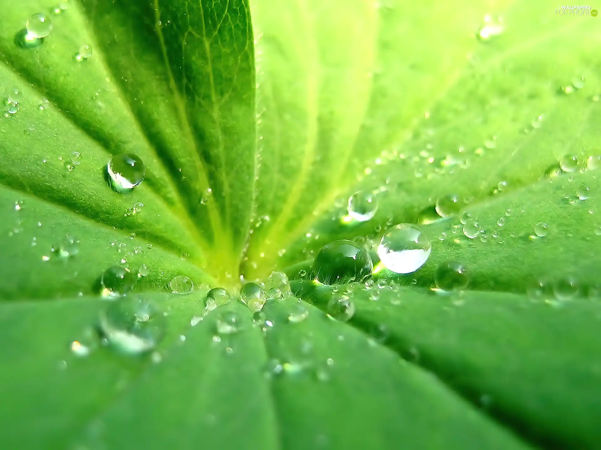 drops, 3D, leaf