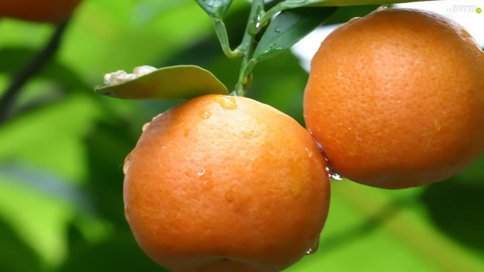 drops, orange, leaves