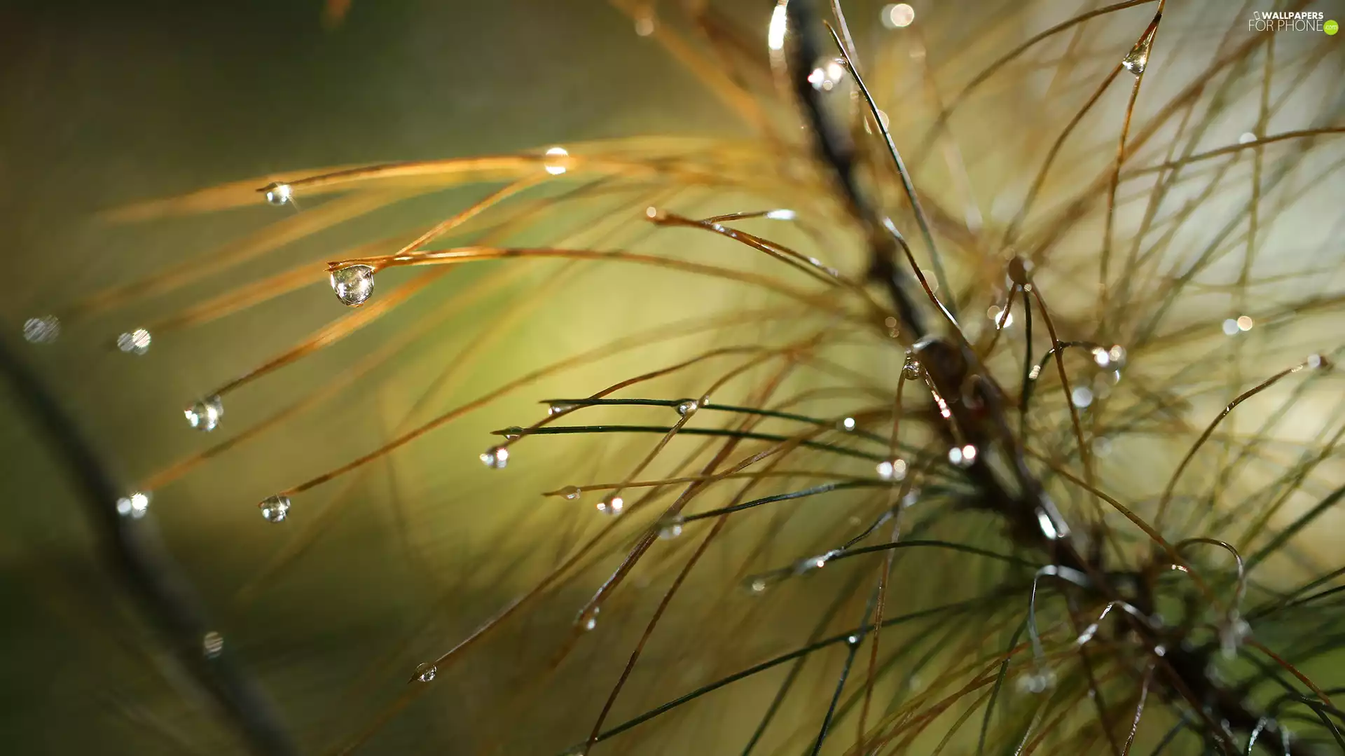 drops, twig, pine