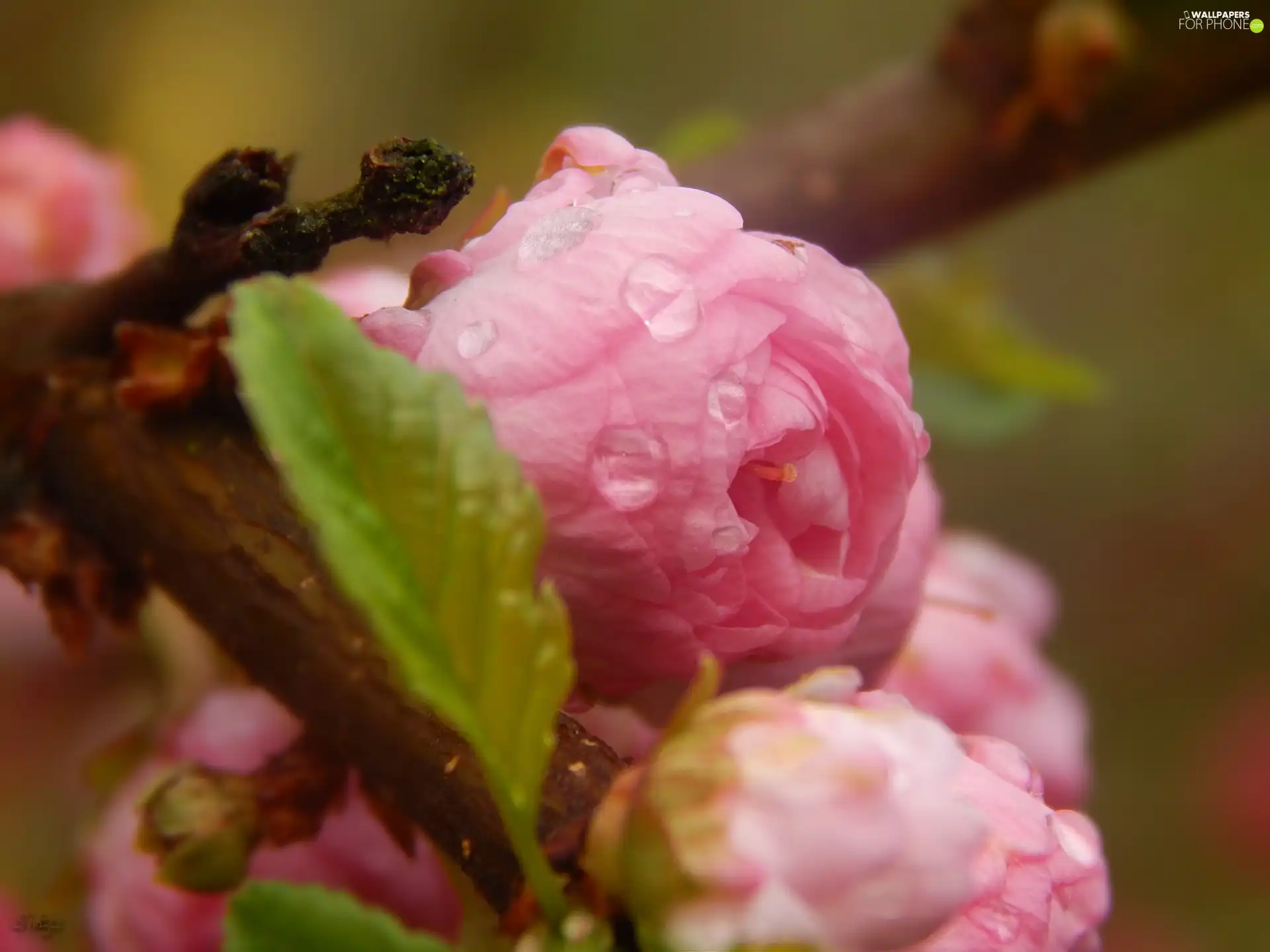 Pink, tonsil, drops, Flowers