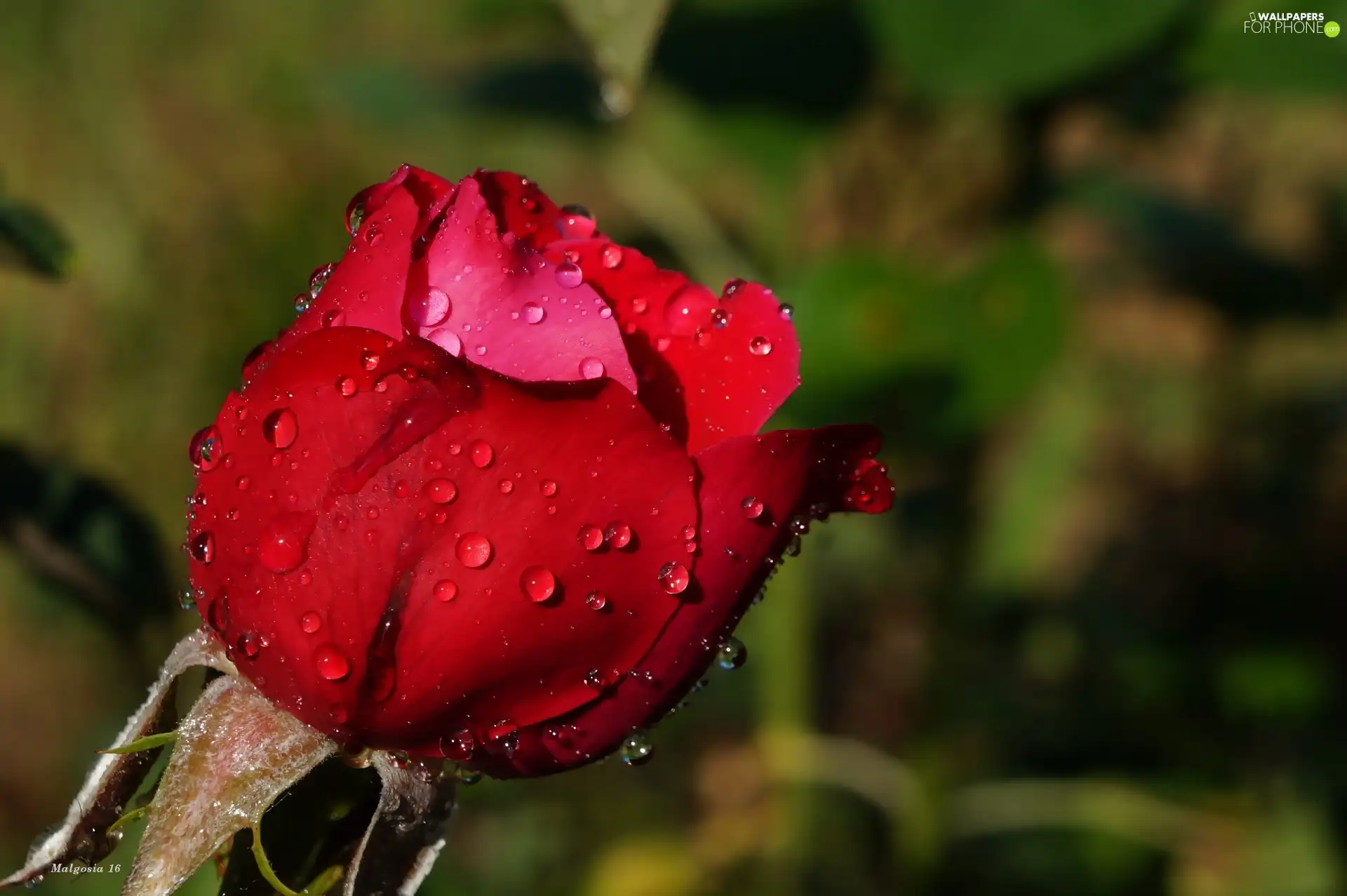 Colourfull Flowers, rose, drops, red hot