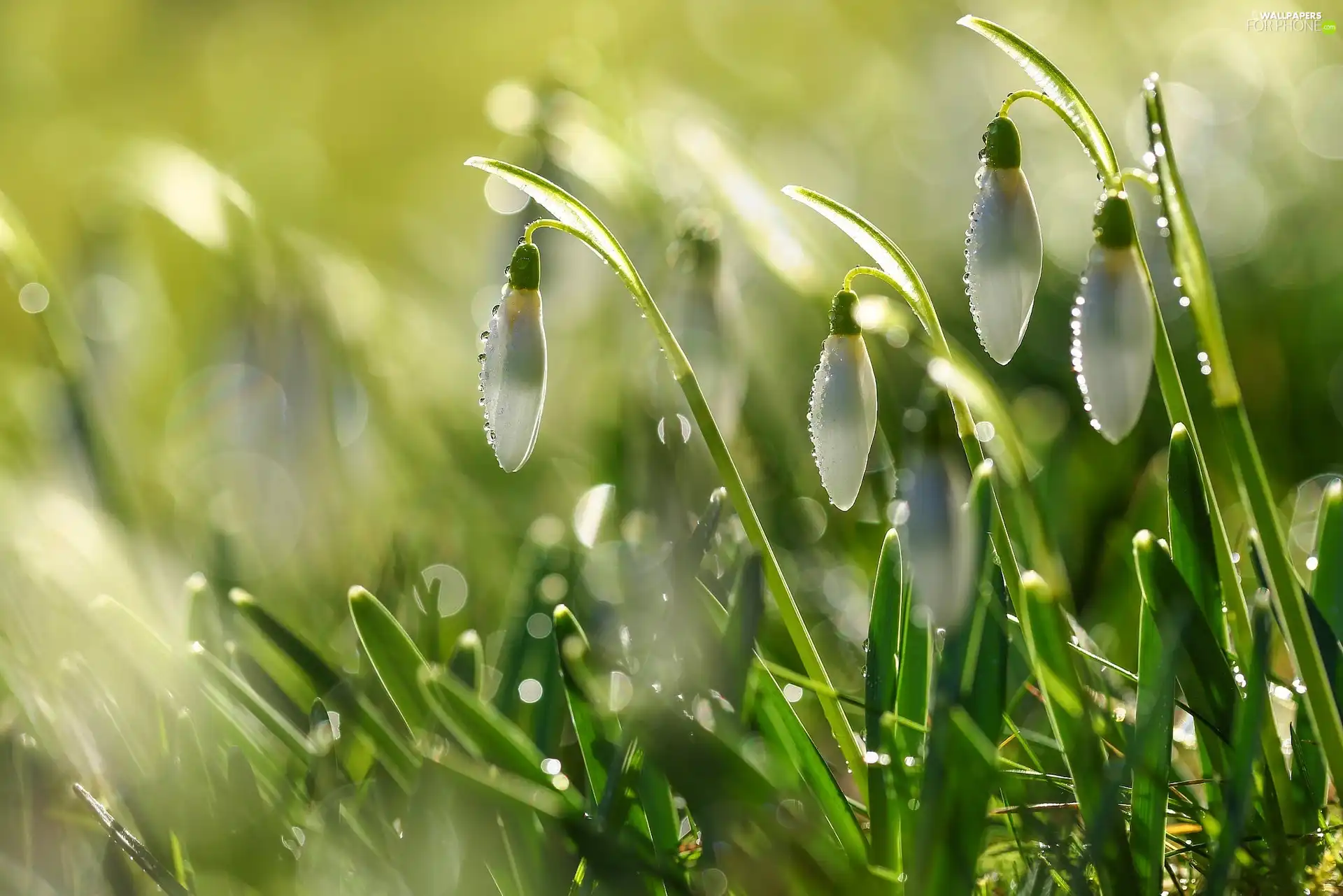 drops, snowdrops, Spring