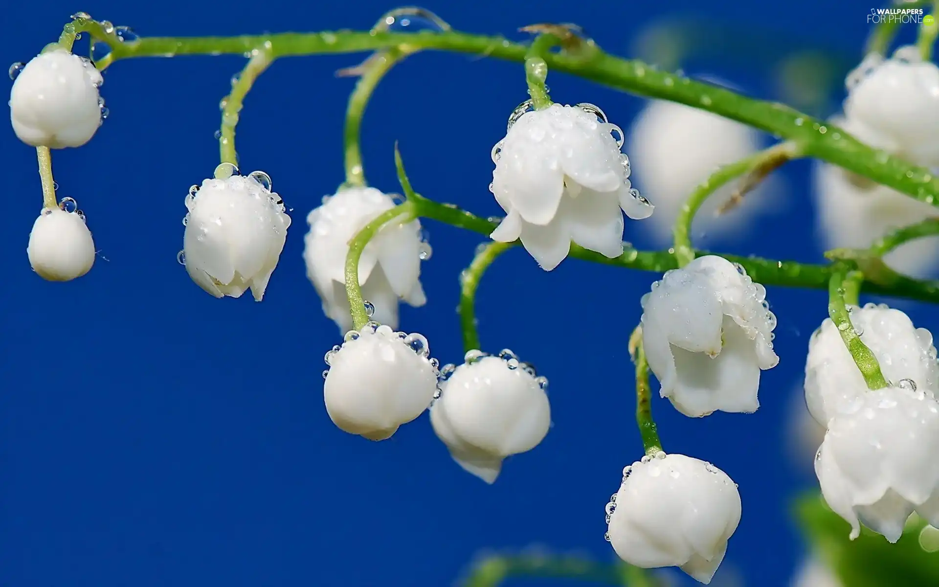 water, lily of the Valley, drops