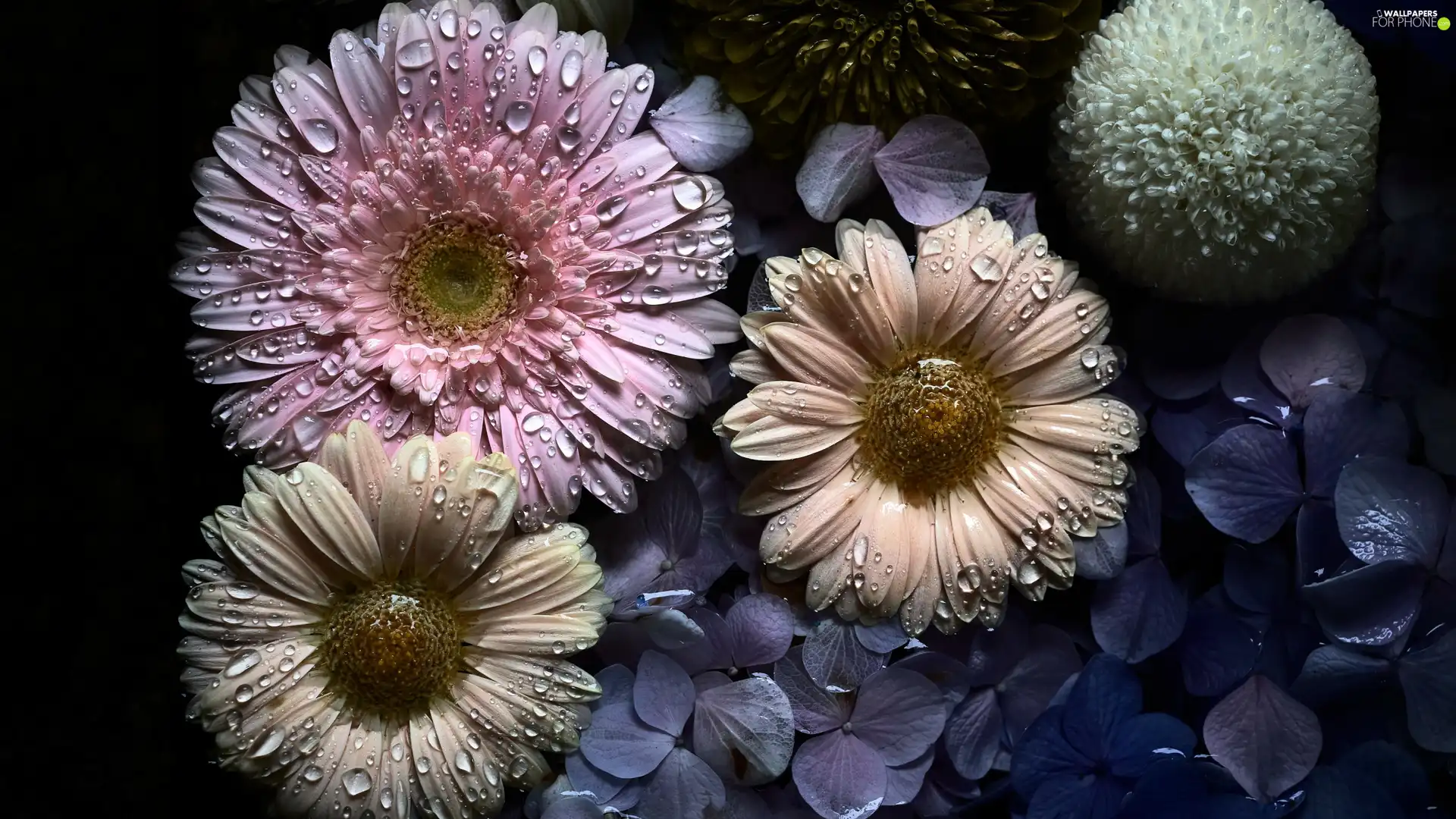 hydrangeas, drops, Three, gerberas, Flowers