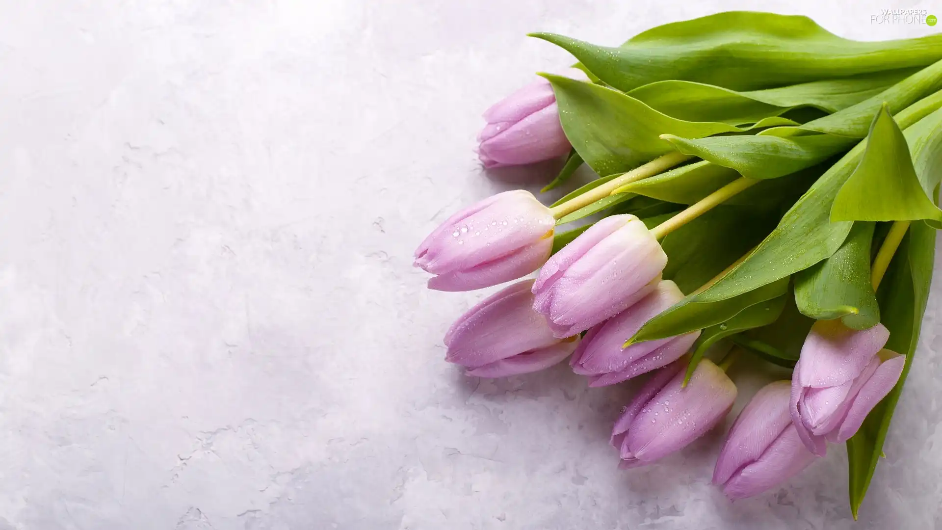drops, dewy, Tulips