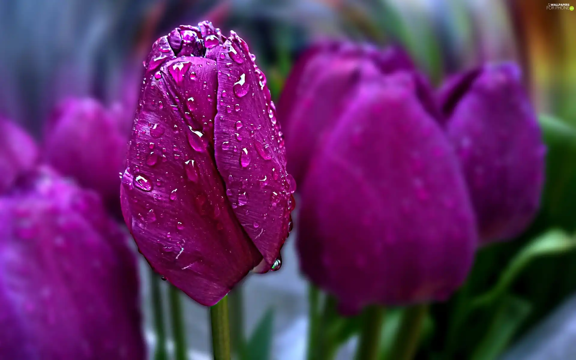 drops, purple, Tulips
