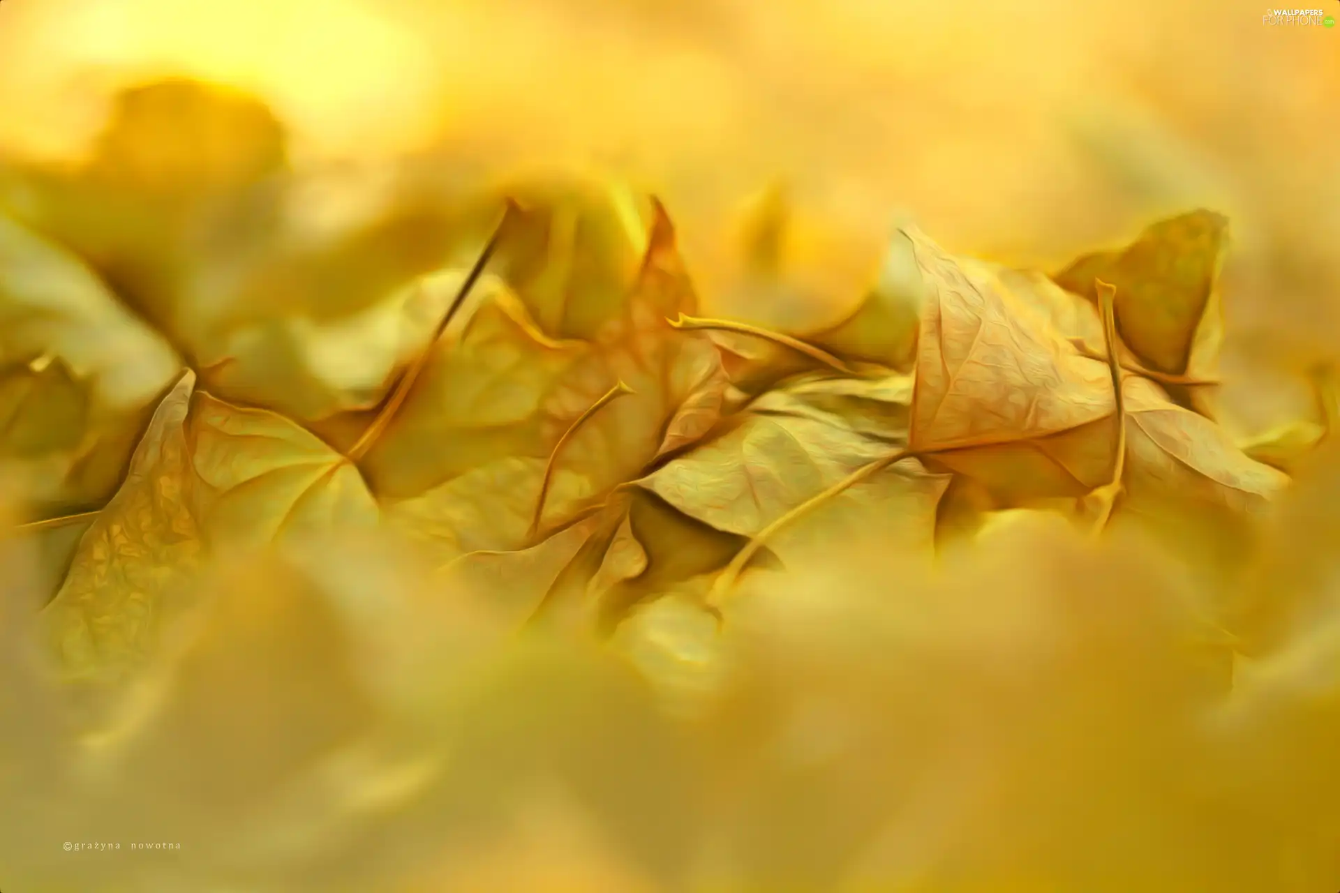 dry, Leaf, Autumn