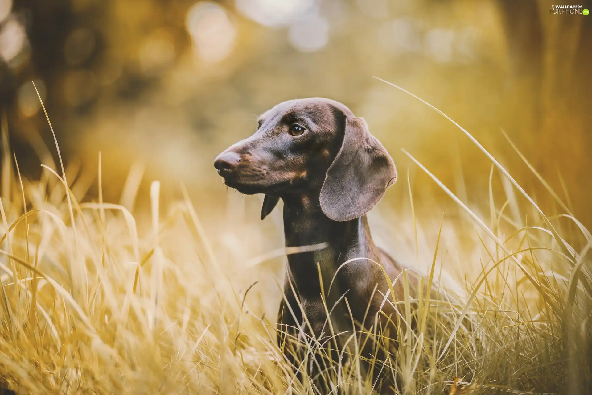 grass, Dachshund Shorthair, dry