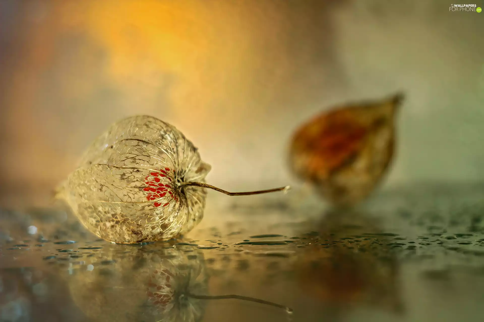 Fruits, physalis bloated, dry