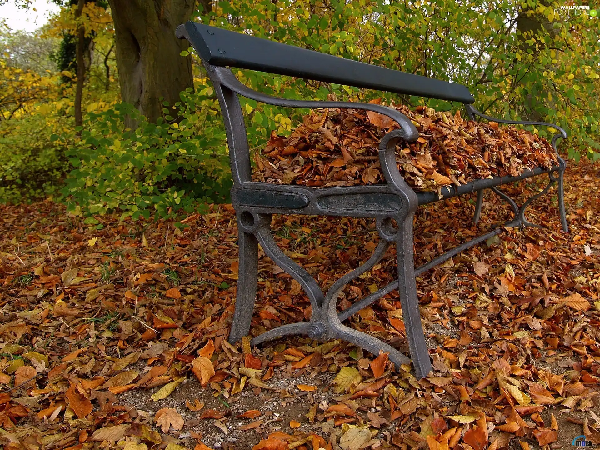 dry, Leaf, forest, Bench, autumn
