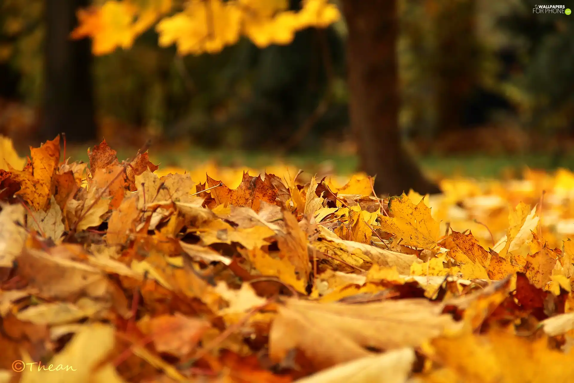 dry, Autumn, Leaf