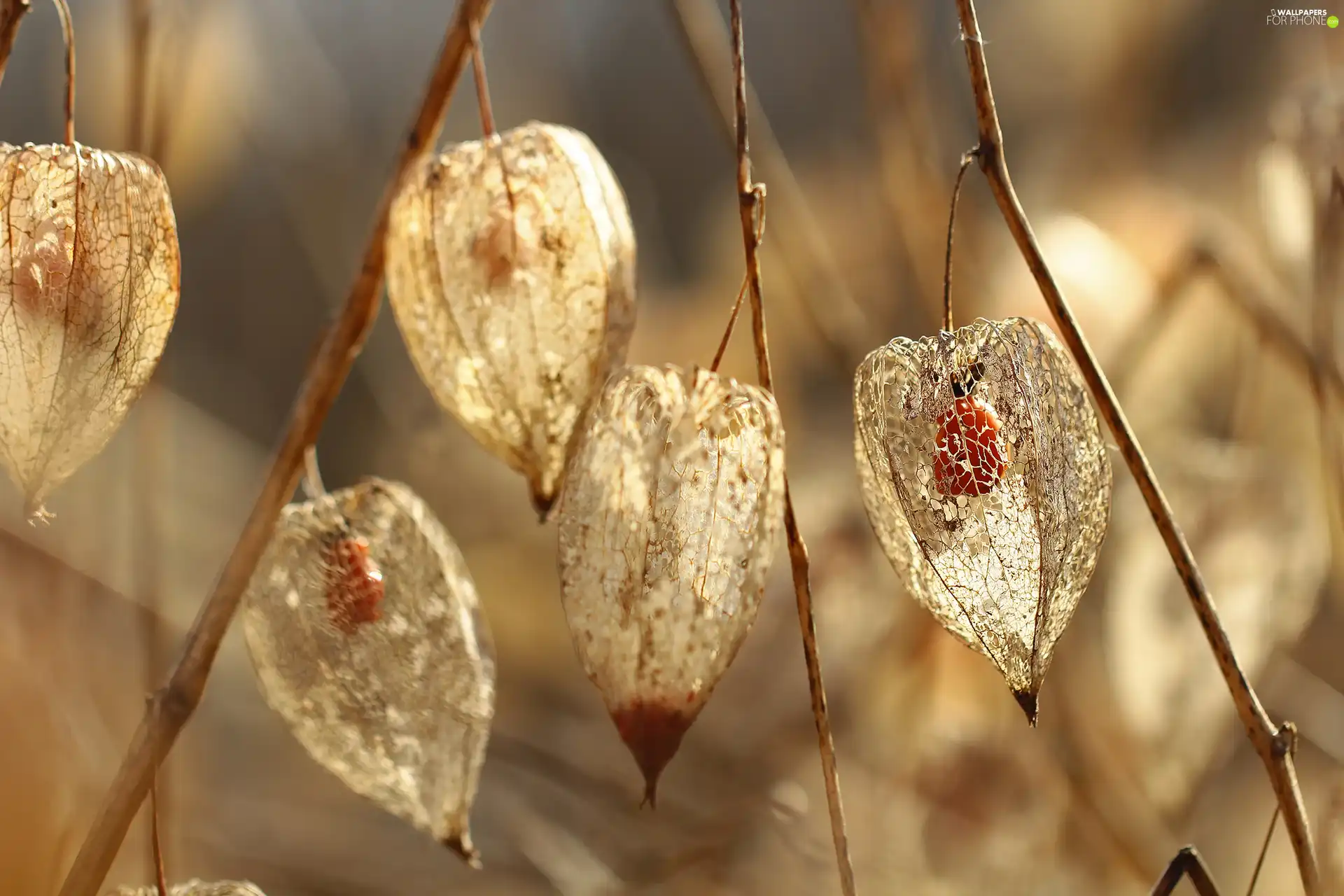 Plants, physalis bloated, dry