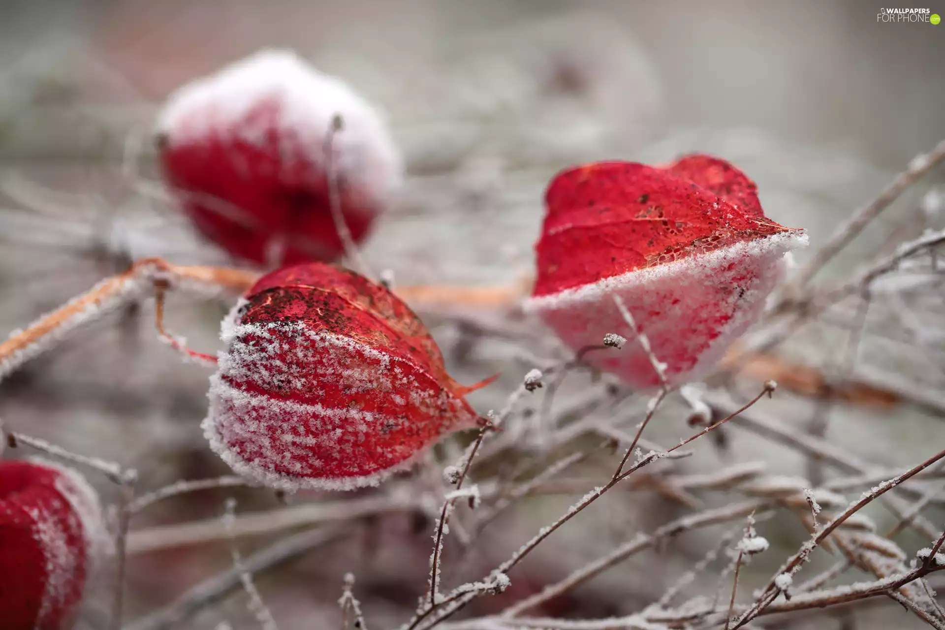 frosted, dry, Plants, physalis bloated