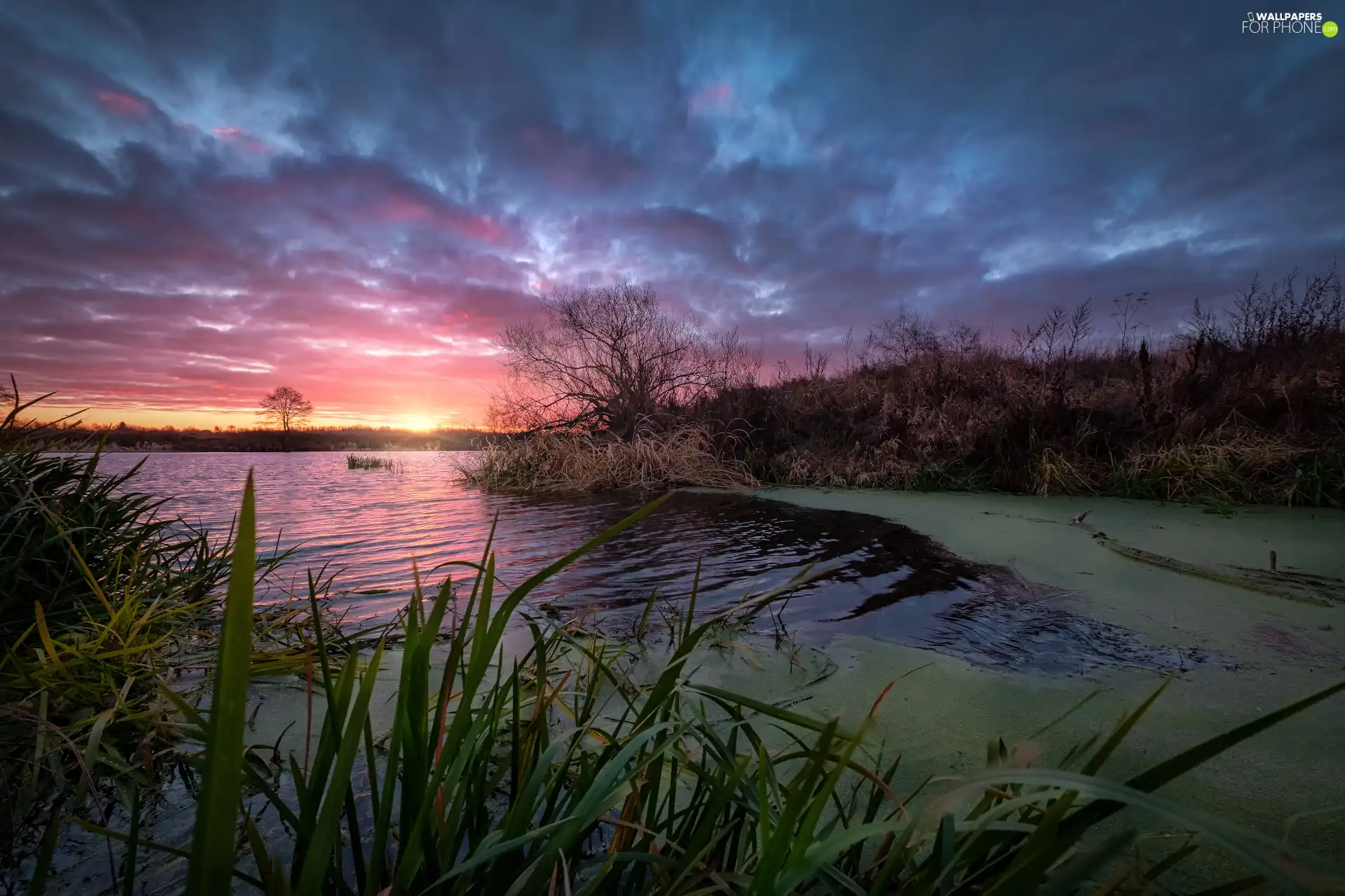 Dubna River, Sky, sun, clouds, Latgale, Latvia, rushes, Sunrise, grass