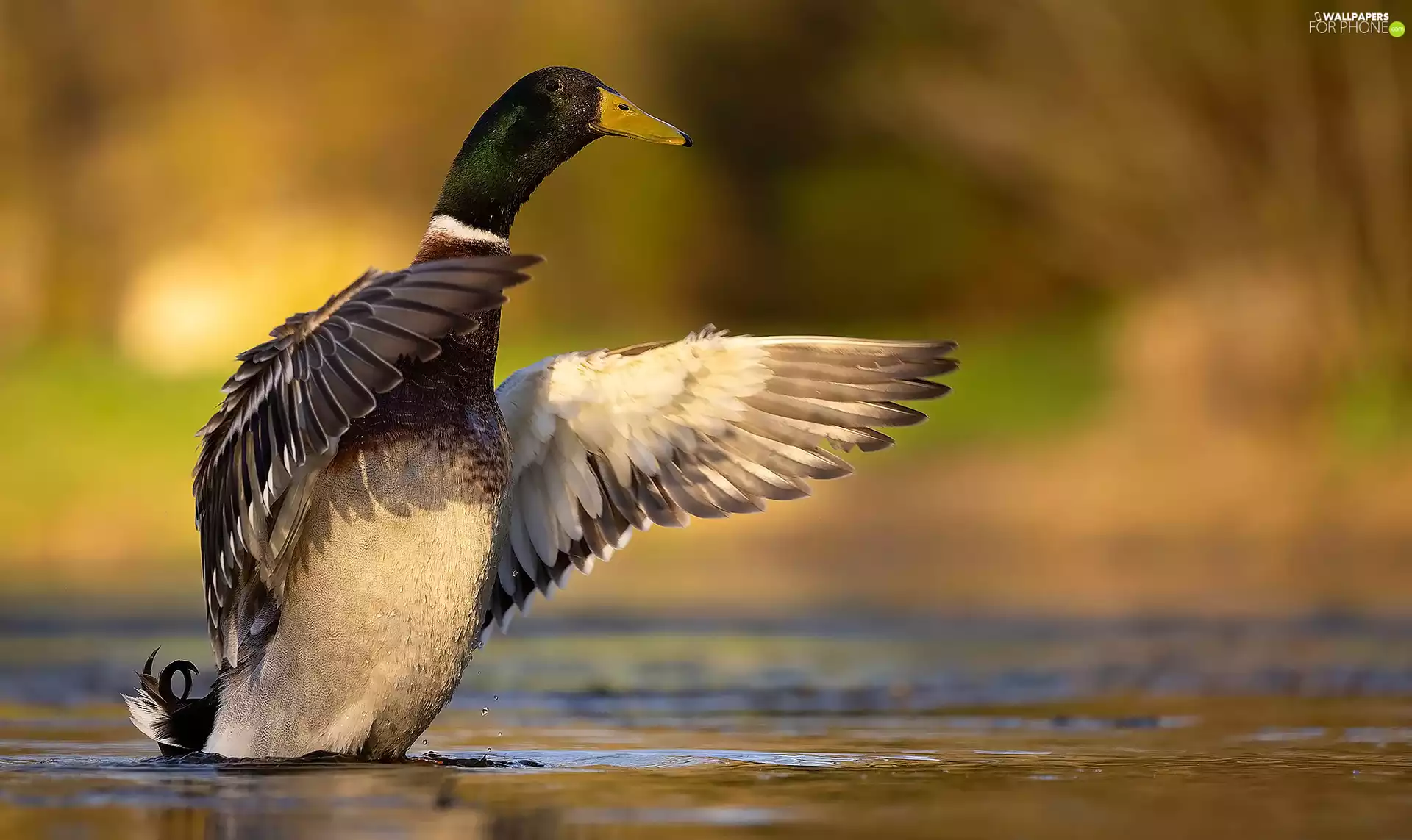 Mallard Duck, spread, wings, water