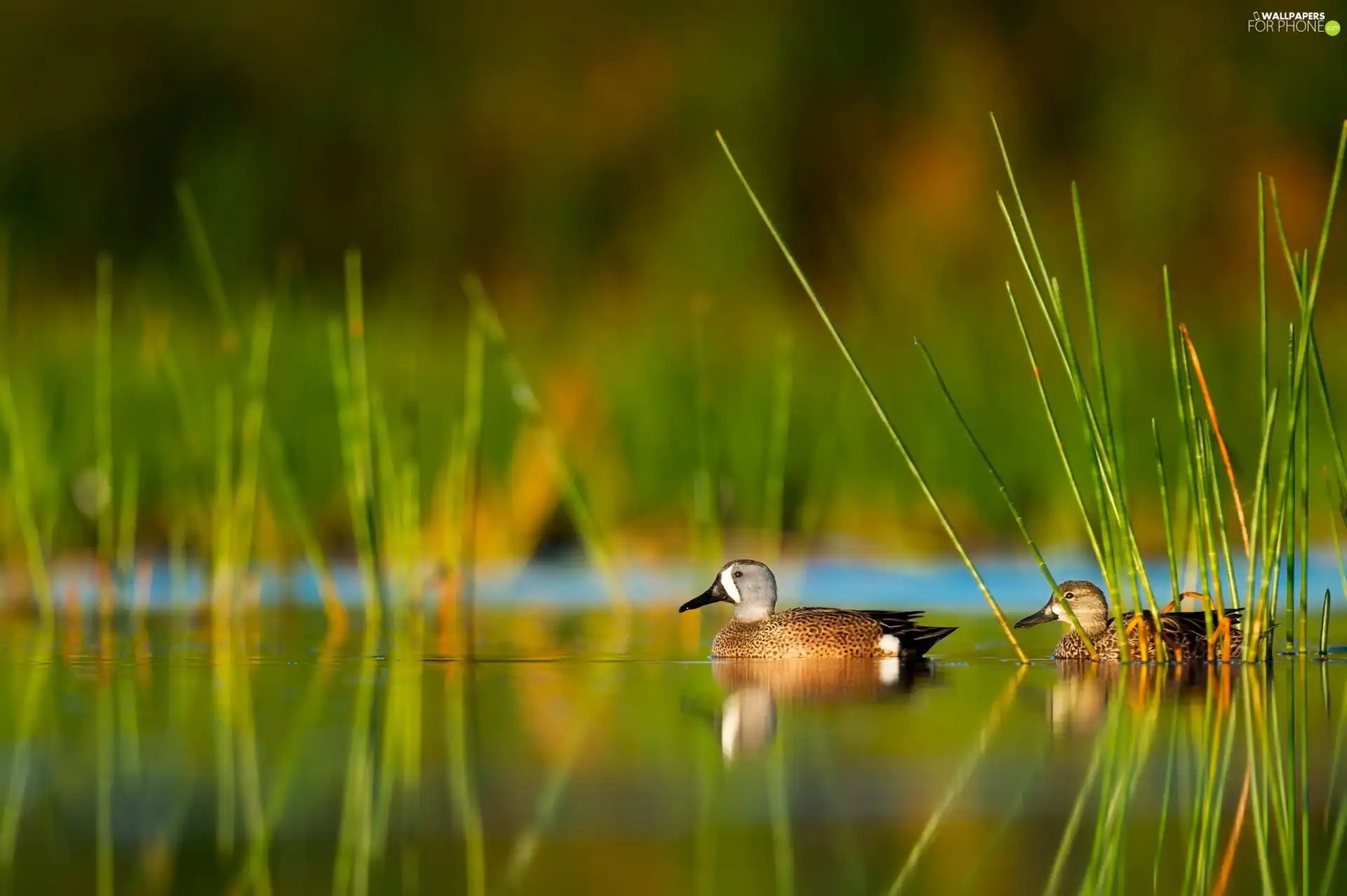cane, ducks, Blue-winged Teal