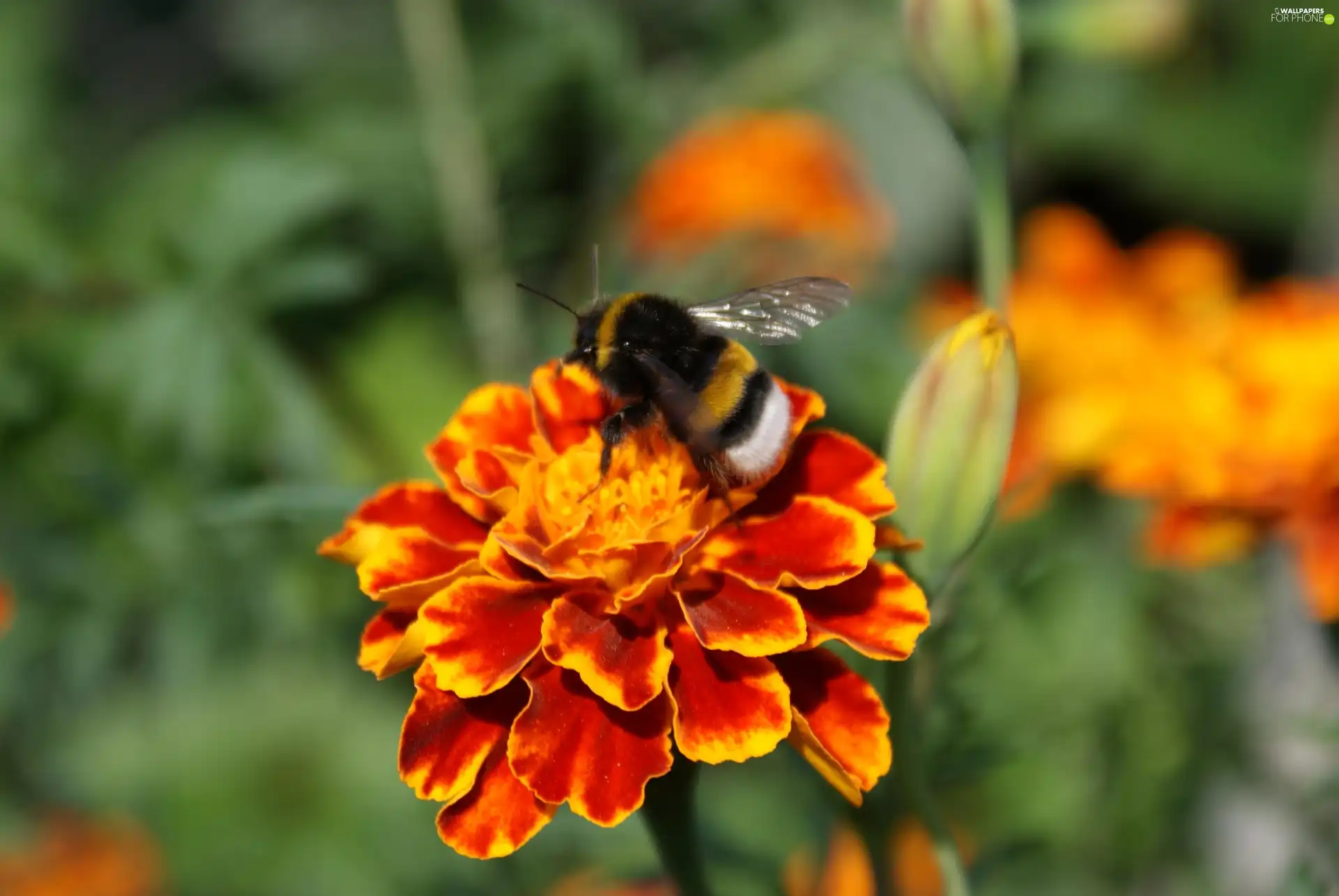 Tagetes, dumbledor