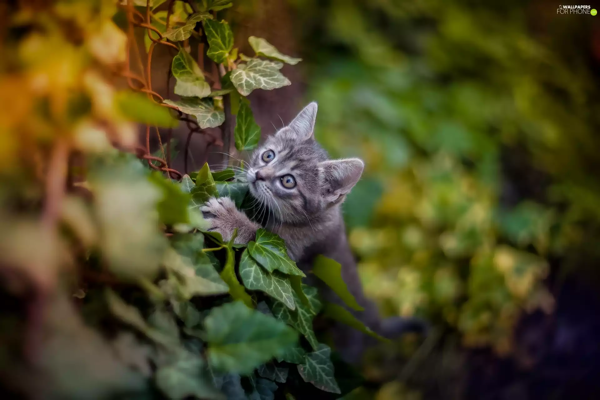 small, kitten, Leaf, dun
