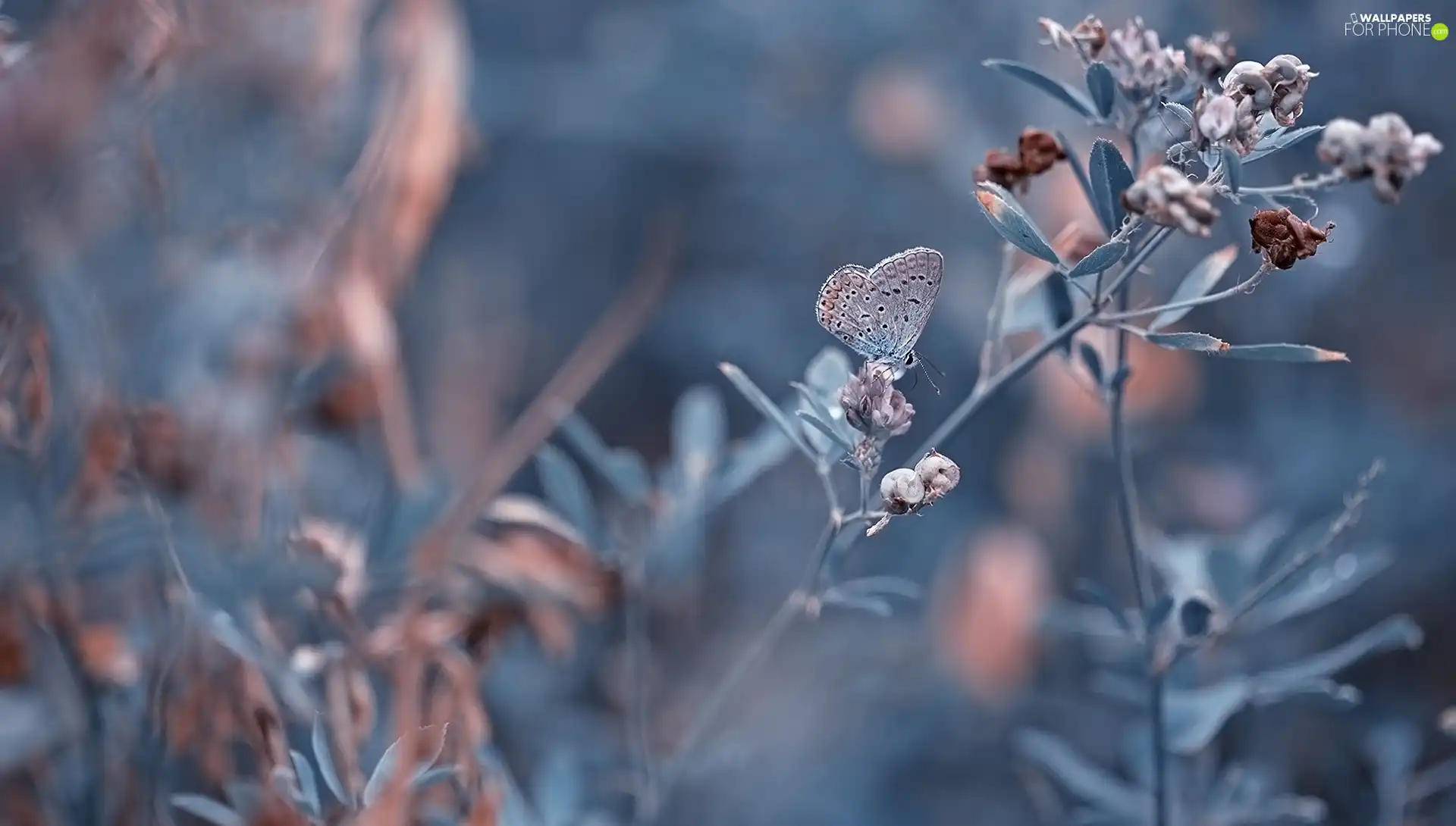 Plants, Dusky Icarus, blur, butterfly