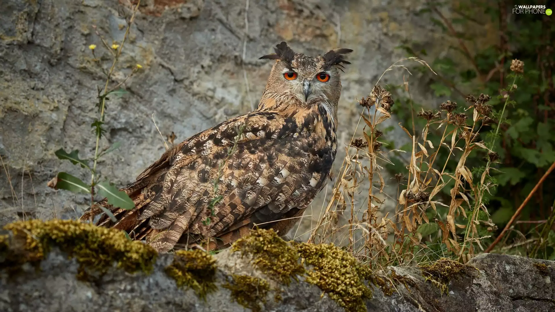 Moss, Plants, Eurasian Eagle-Owl, Rocks, owl