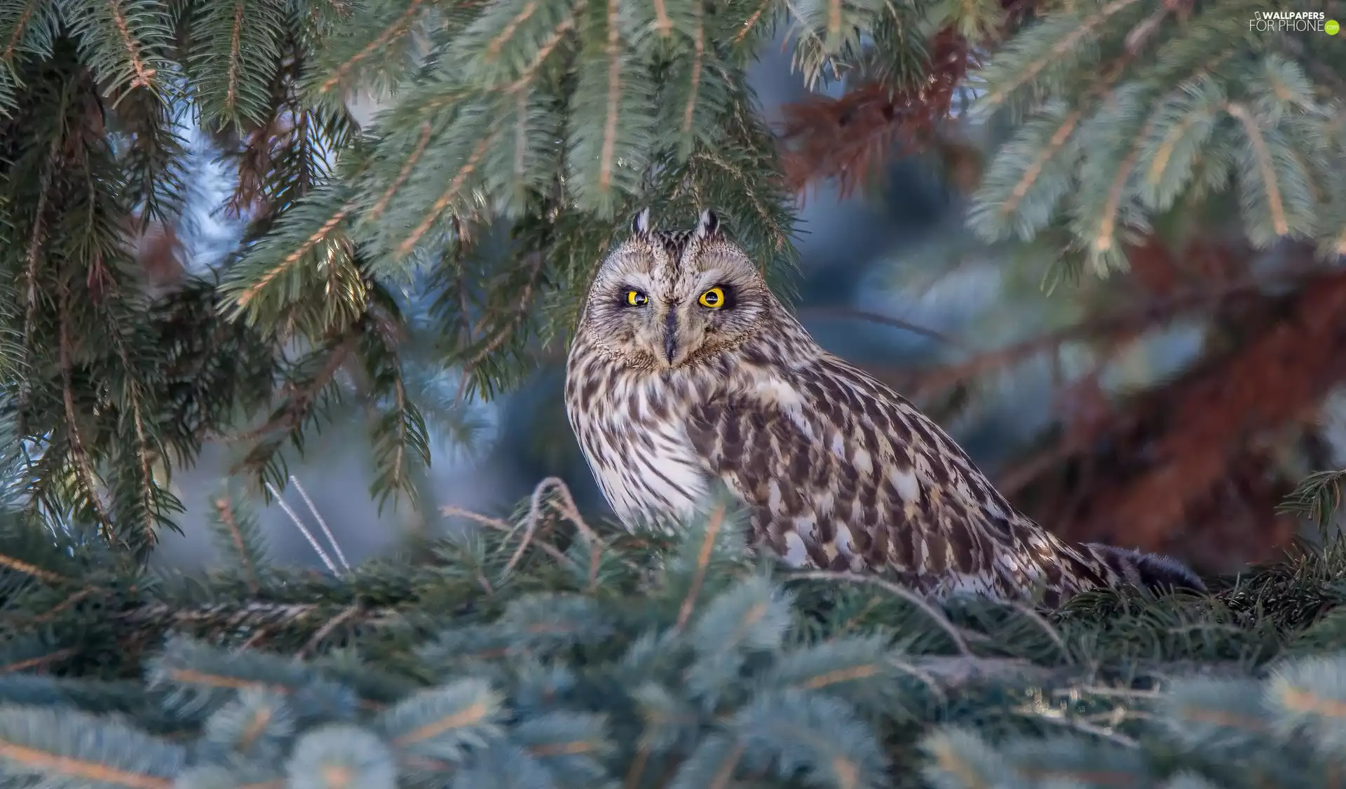 Twigs, needle, Short-eared Owl, trees, owl