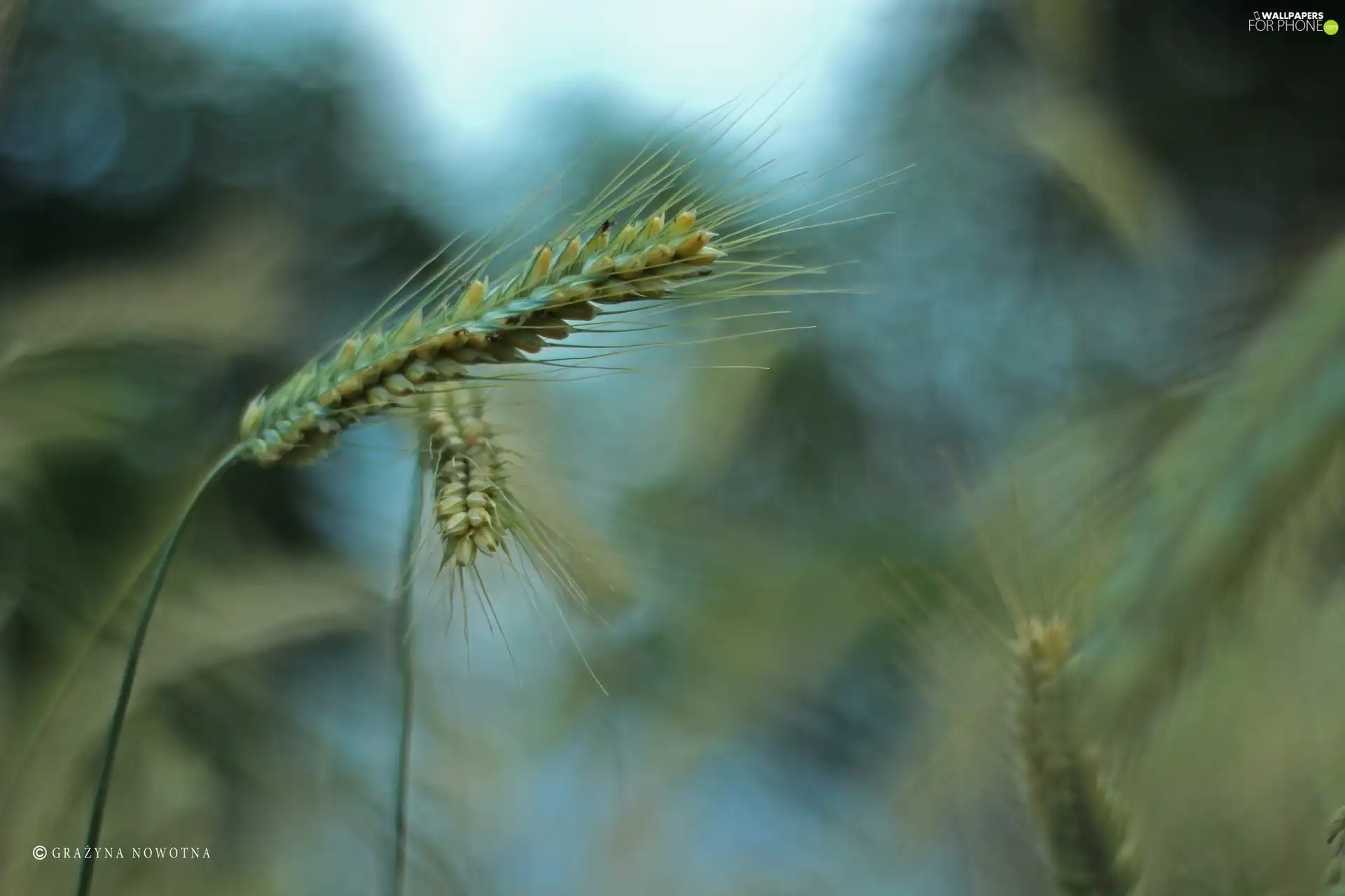 corn, Ears