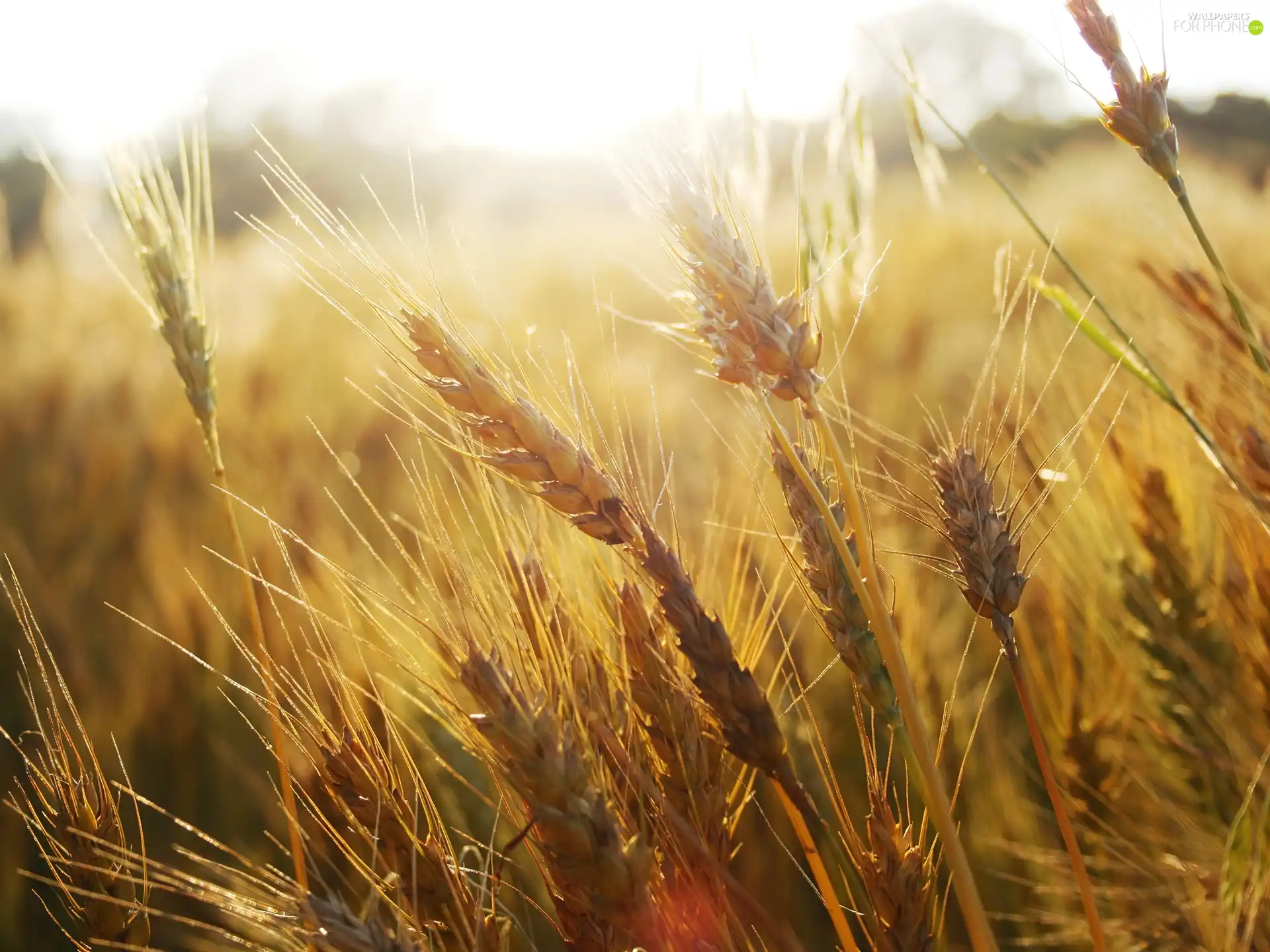 Ears, wheat, Field