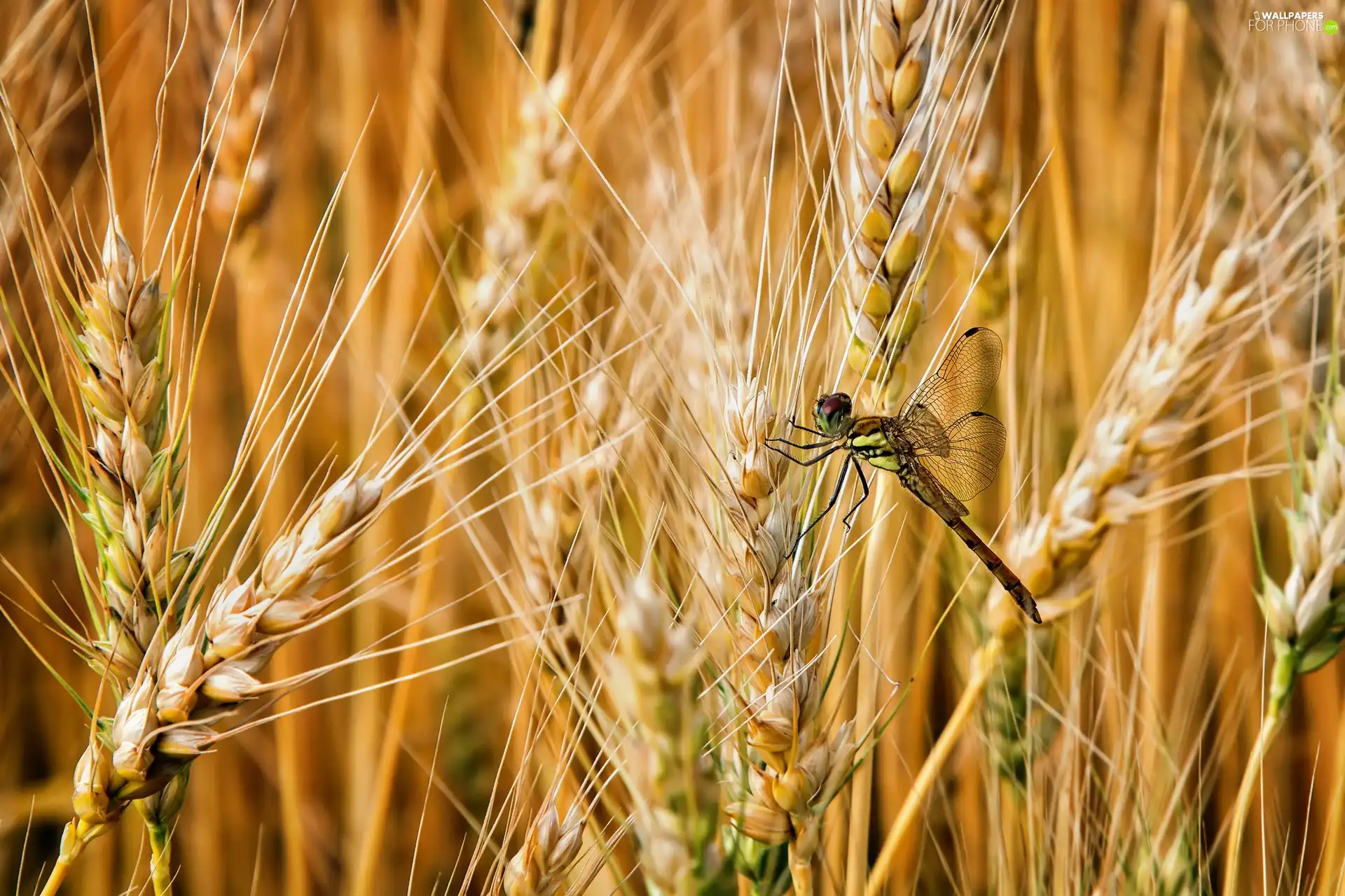 dragon-fly, corn, Ears