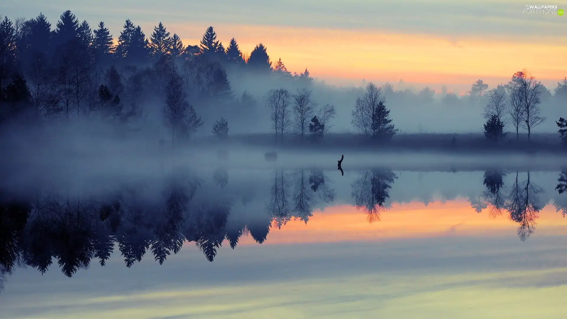 east, sun, woods, water, Fog