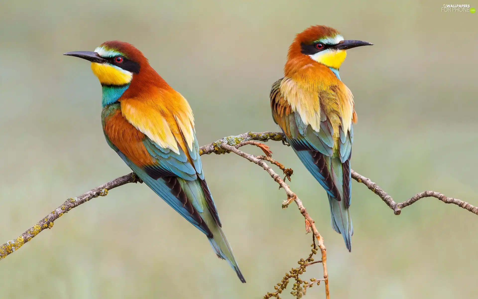 Two cars, Bee-eaters, Twigs, birds