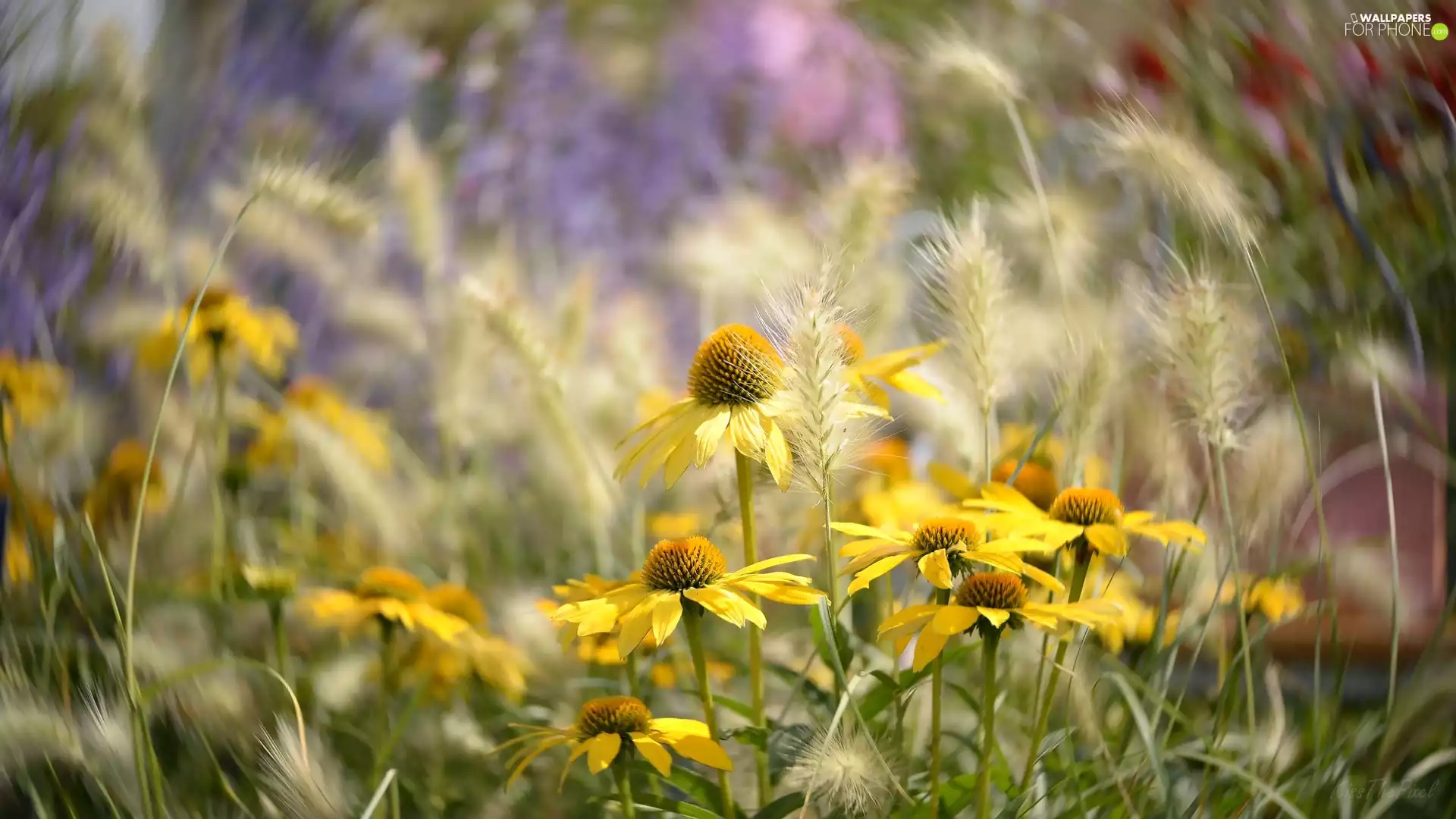 Ears, Yellow, fuzzy, echinacea, Flowers, grass, background