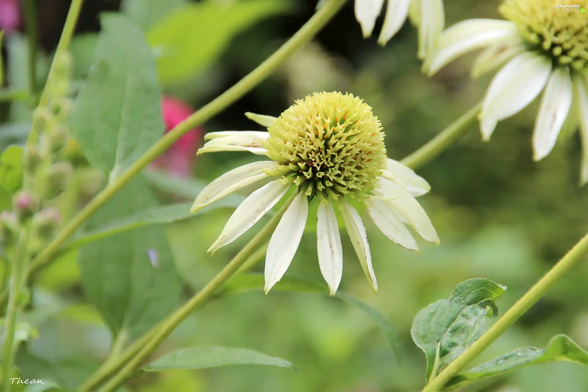 White, echinacea