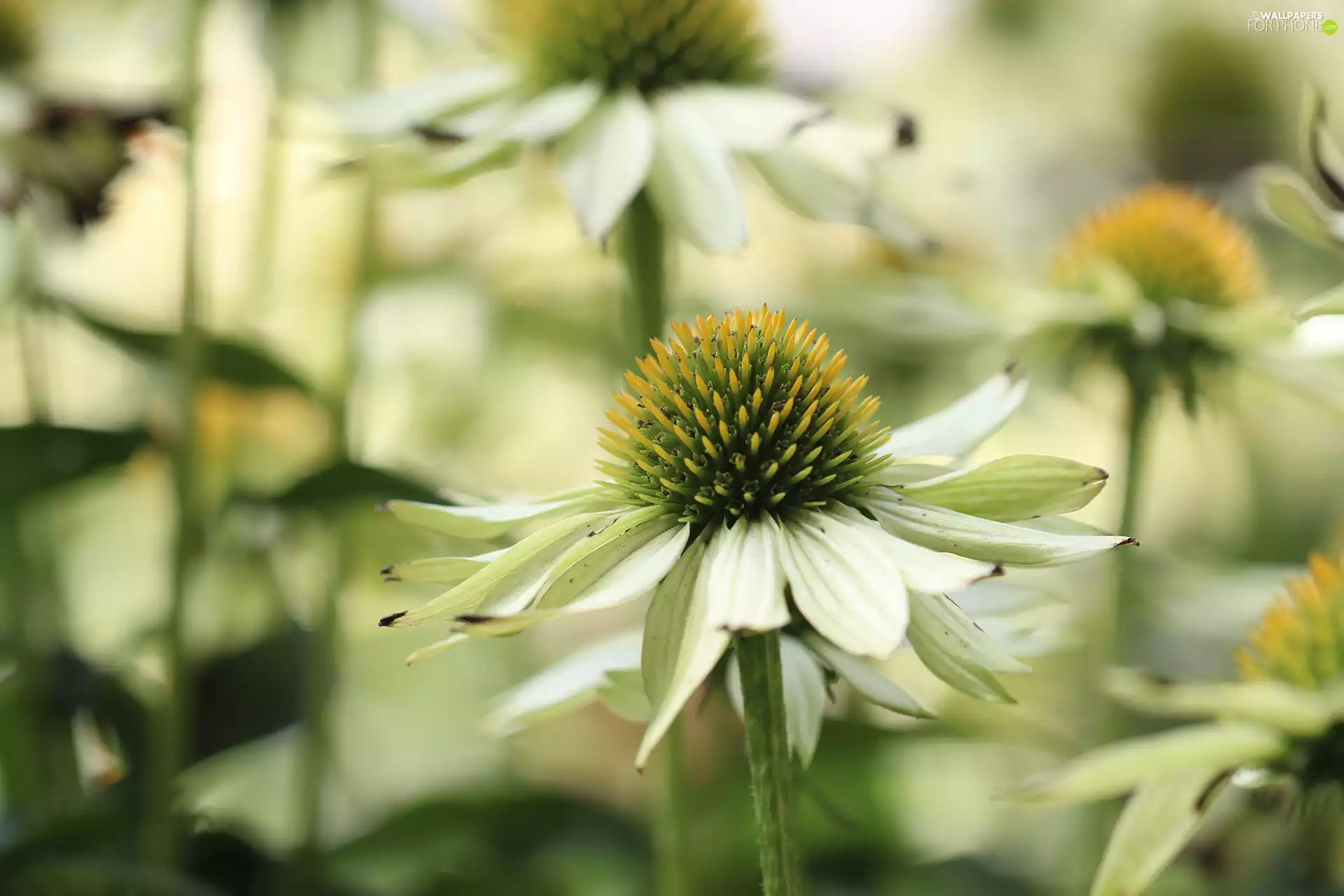 White, Flowers, rapprochement, echinacea
