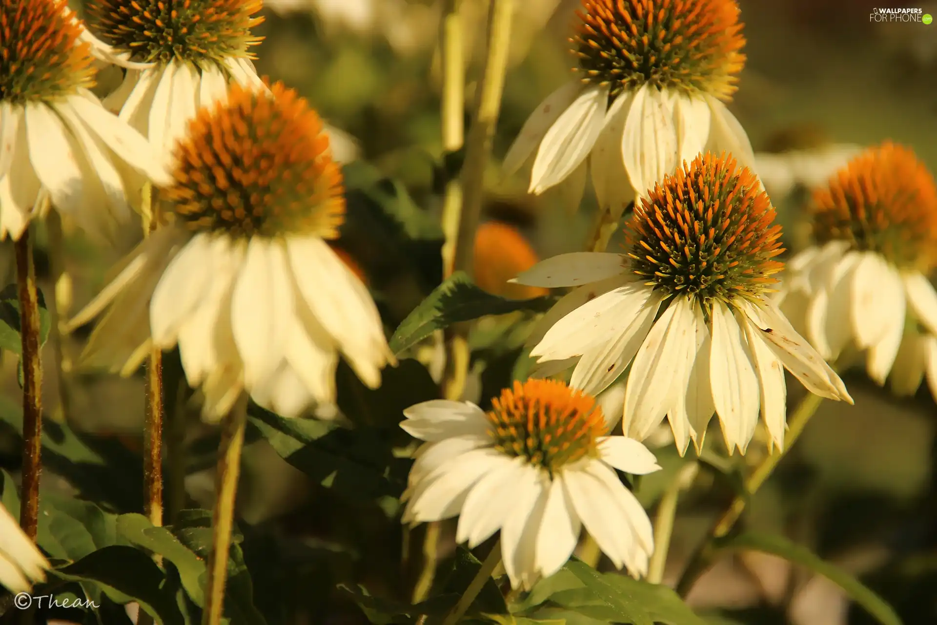 White, echinacea