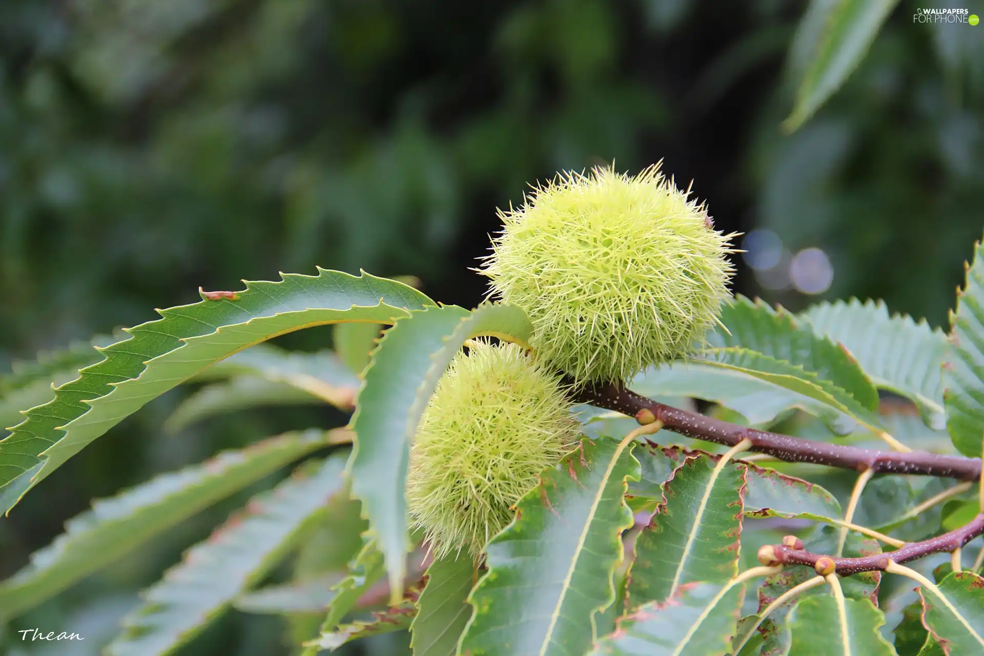 chestnuts, edible