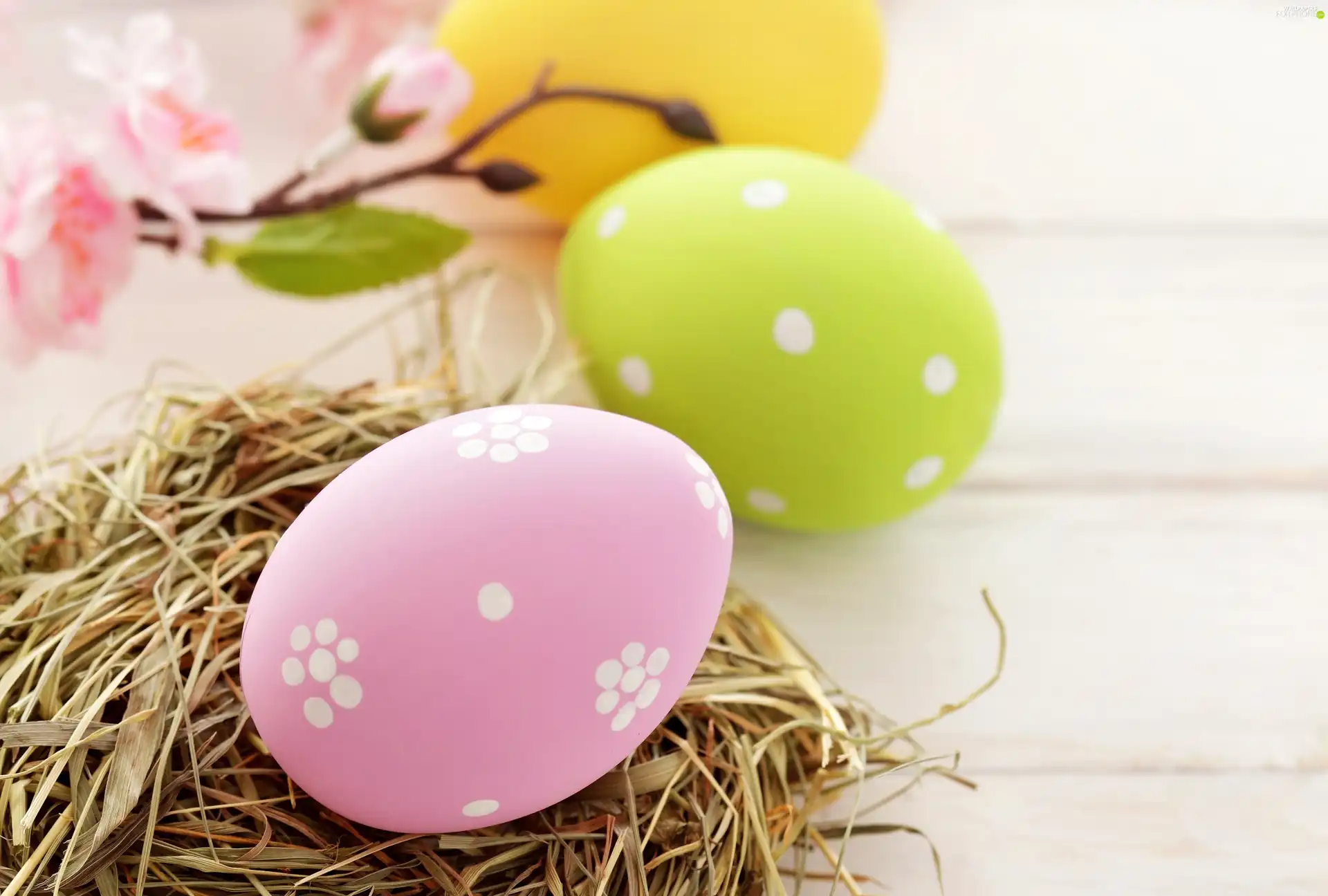 eggs, Easter, color