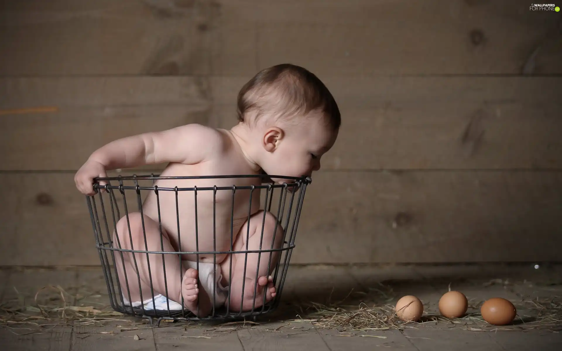 little doggies, basket, eggs, Kid