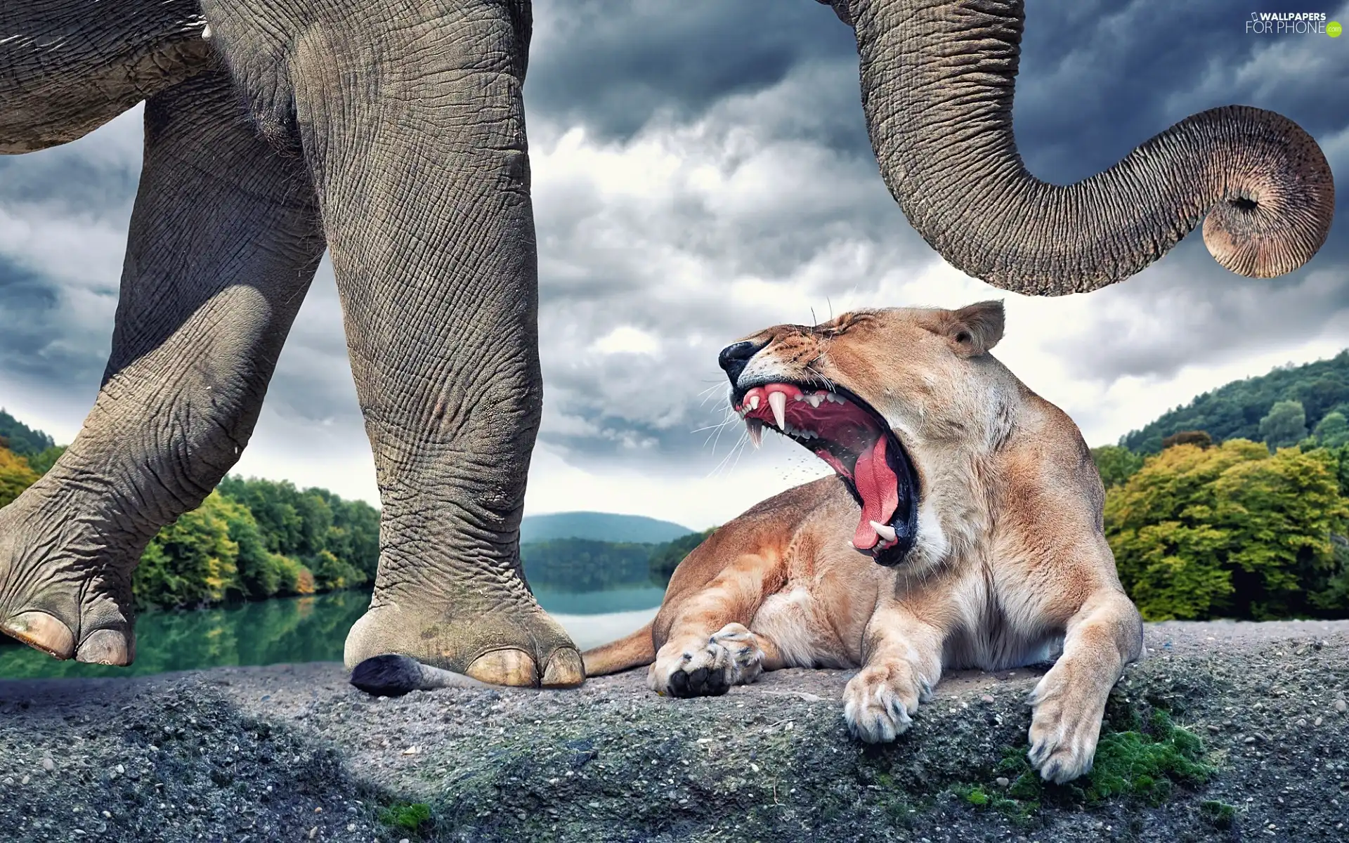 Careless, Lion, Funny, Elephant