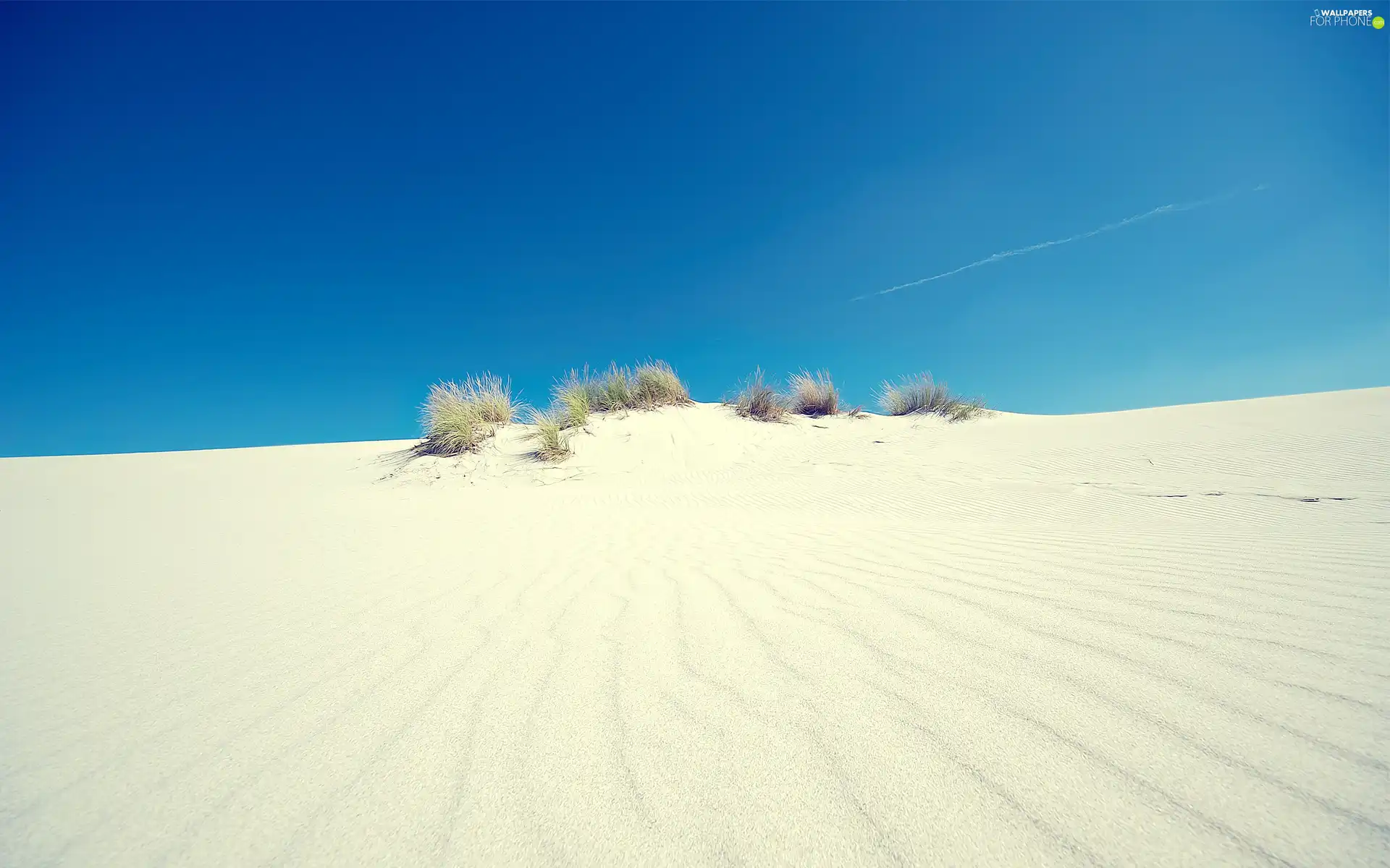 Desert, Bushes, embers, Sand